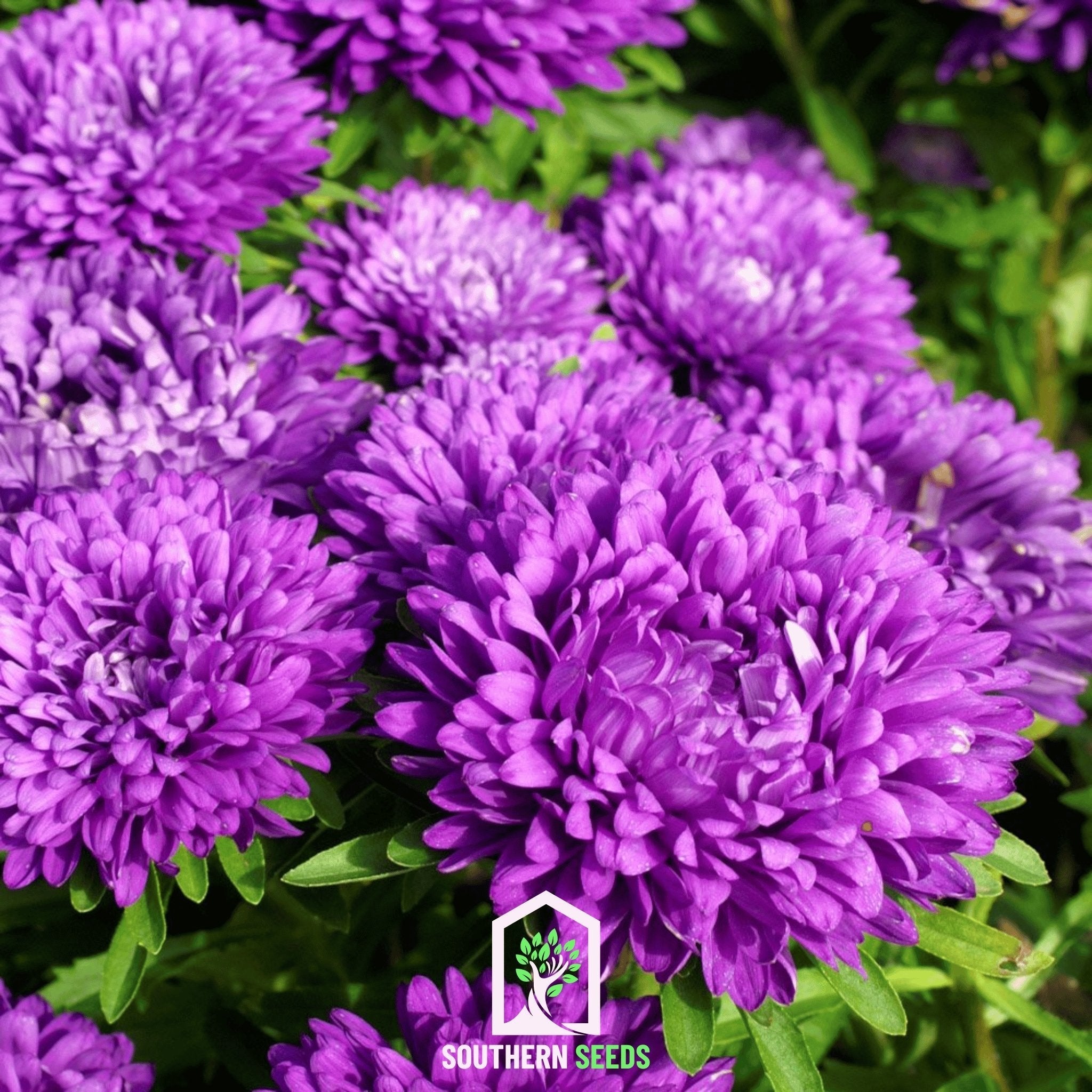 Milady Blue Aster – 50 Seeds