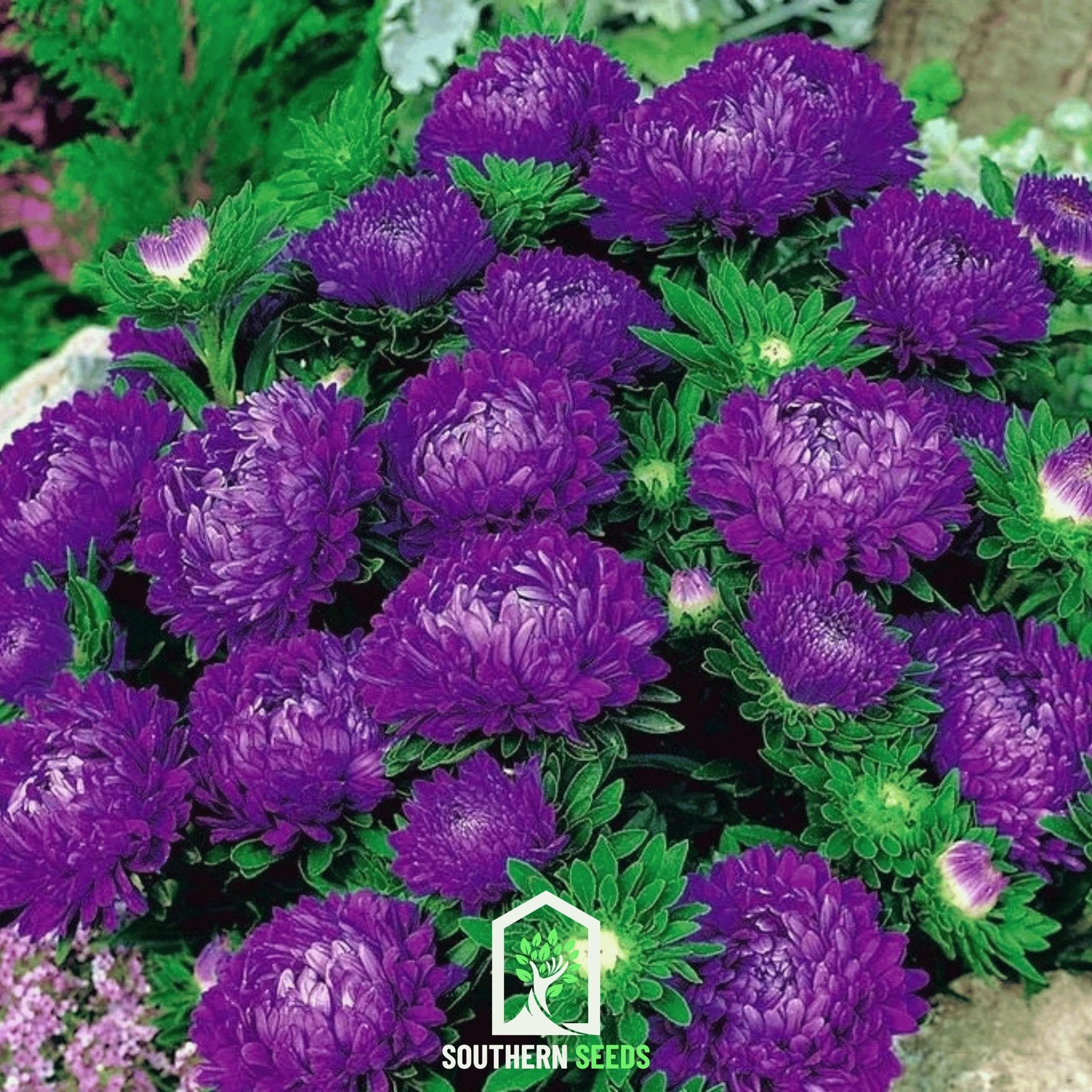 Milady Blue Aster – 50 Seeds