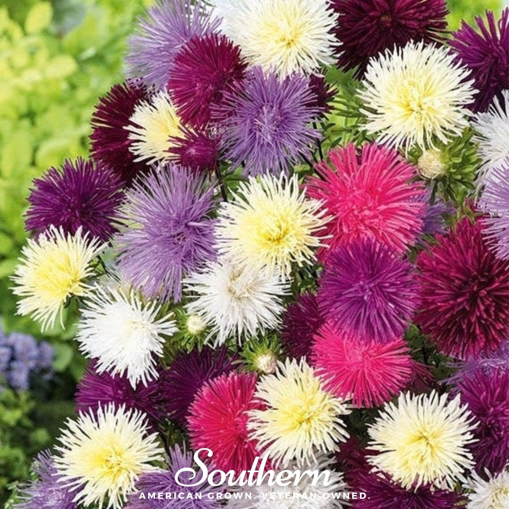 Needle Mix Aster – 50 Seeds