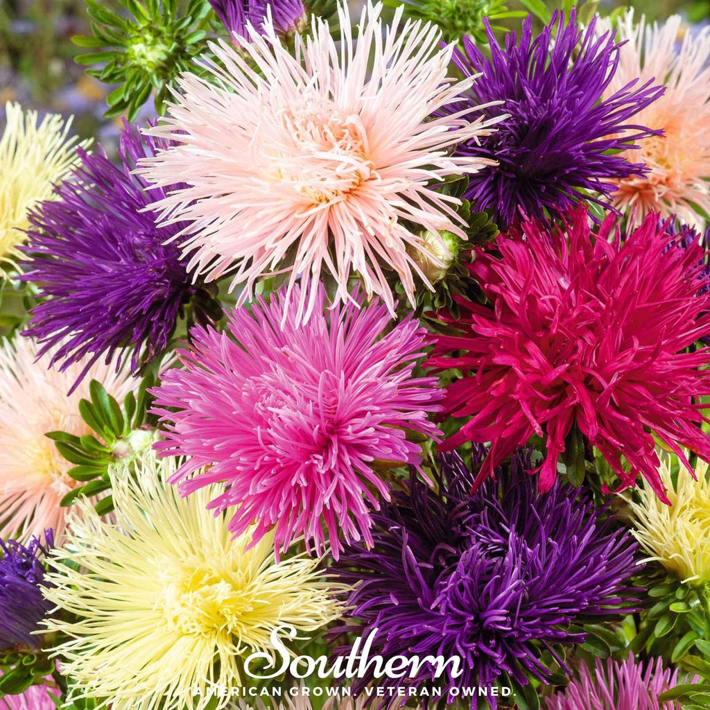 Needle Mix Aster – 50 Seeds