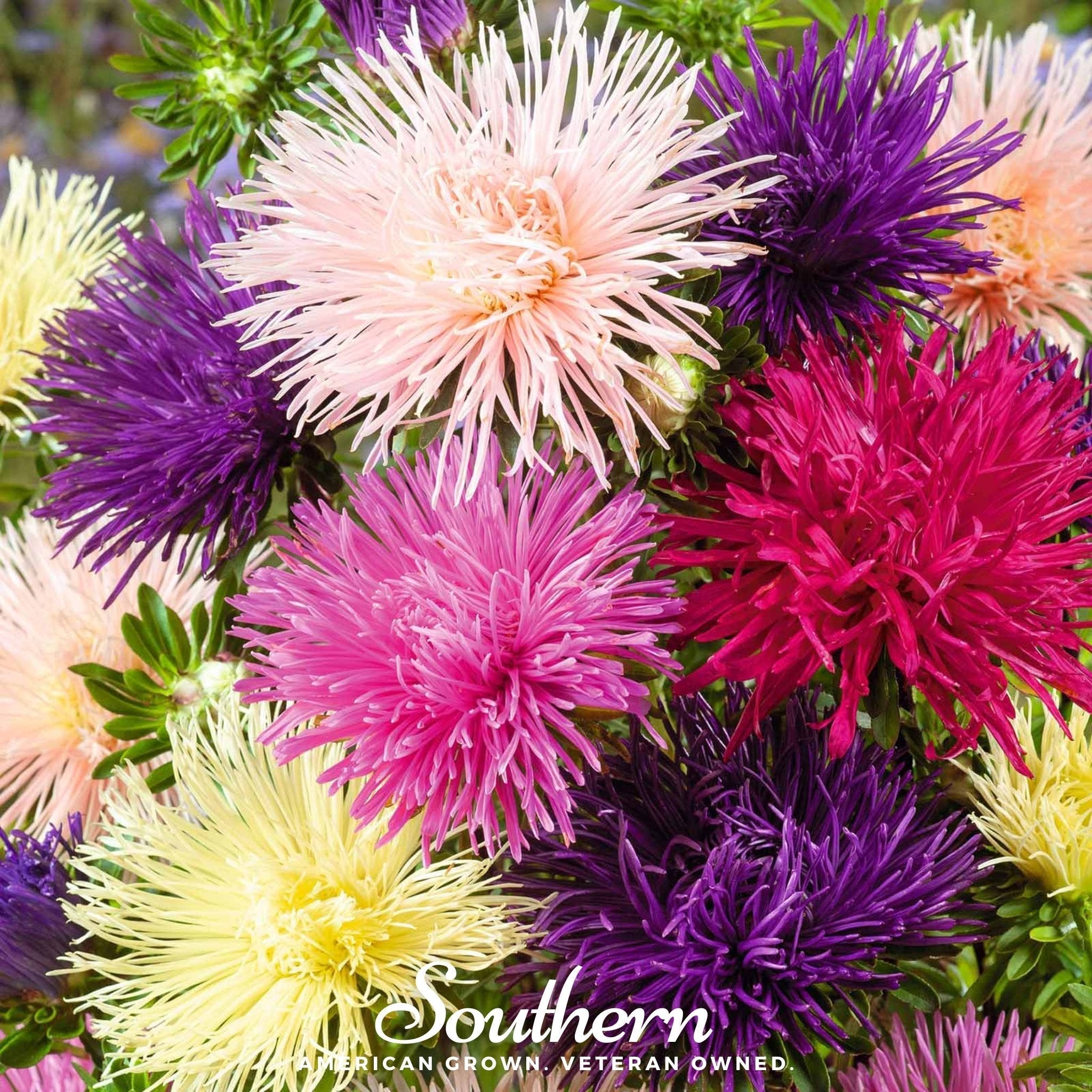 Needle Mix Aster – 50 Seeds