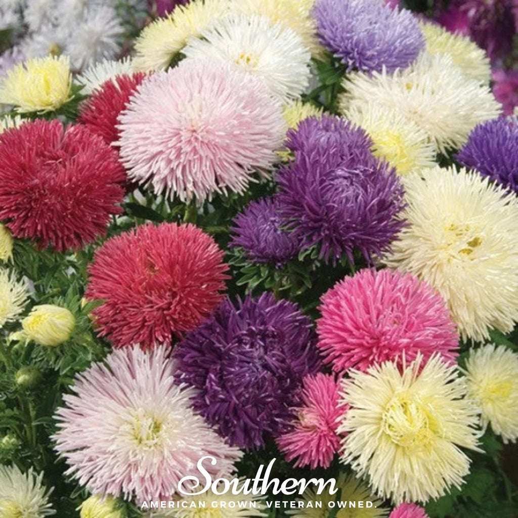 Needle Mix Aster – 50 Seeds