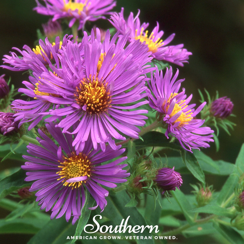 New England Aster – 200 Seeds