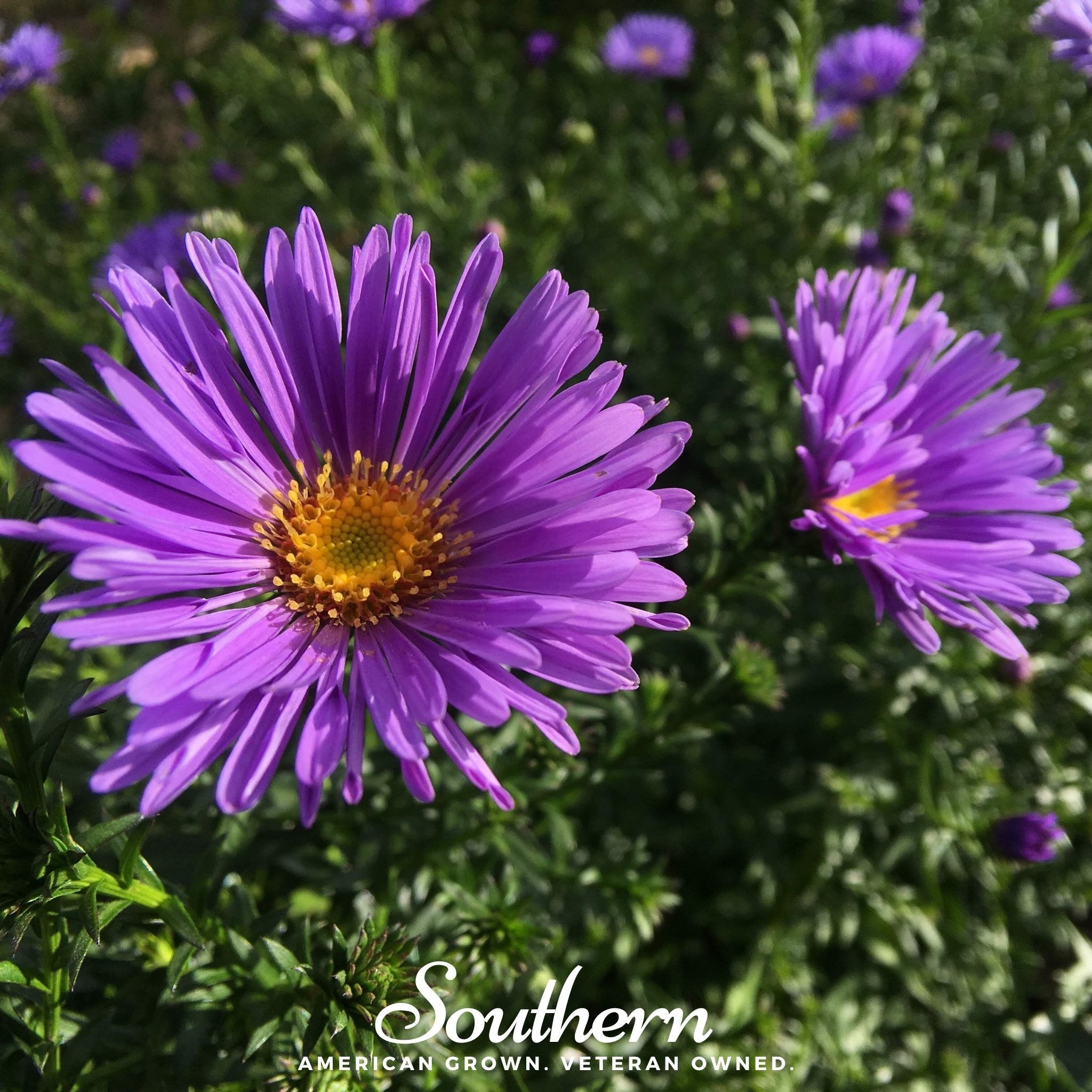 New England Aster – 200 Seeds
