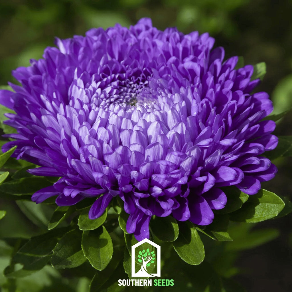 Dark Blue Paeony Duchess Aster – 50 Seeds