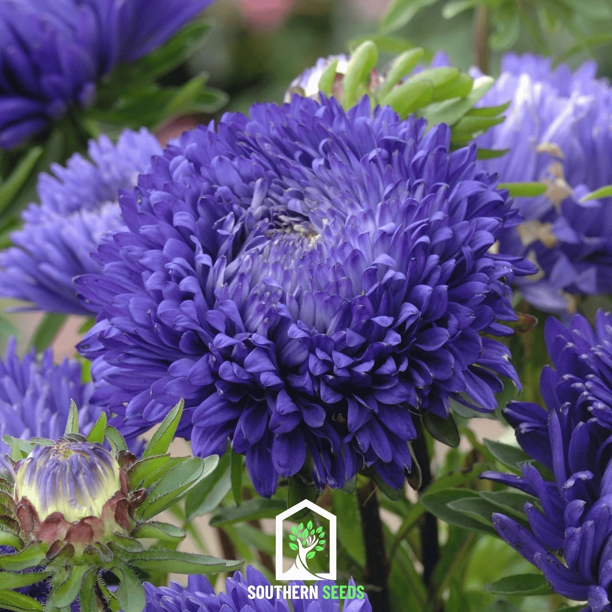 Dark Blue Paeony Duchess Aster – 50 Seeds