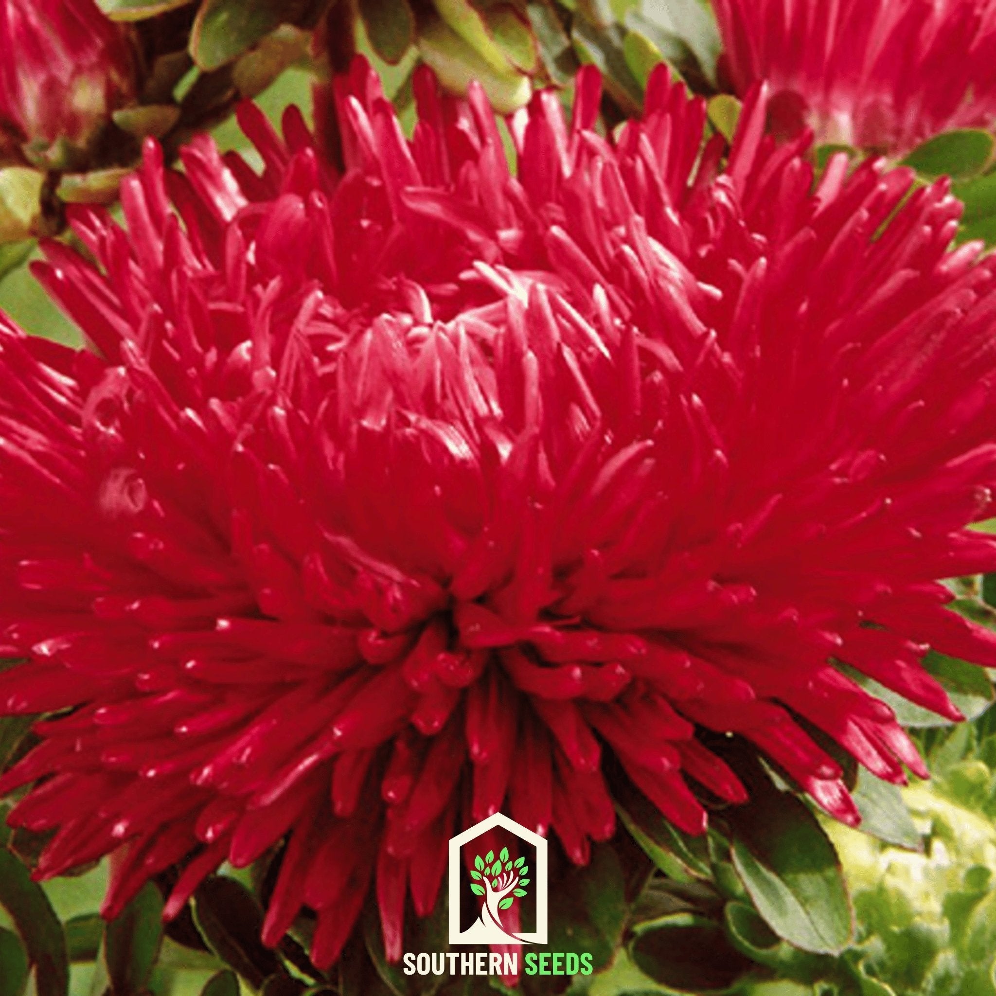 Scarlet Paeony Duchess Aster – 50 Seeds