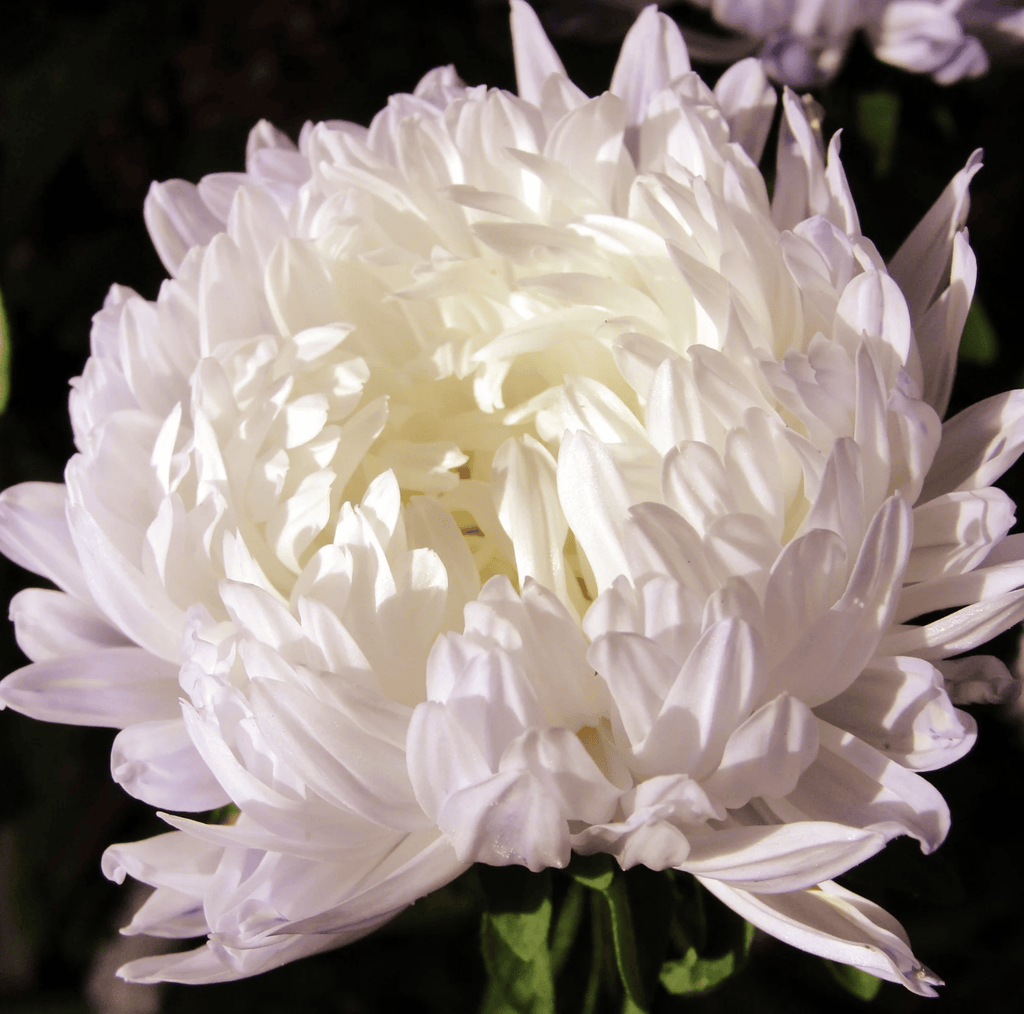 White Paeony Duchess Aster – 50 Seeds