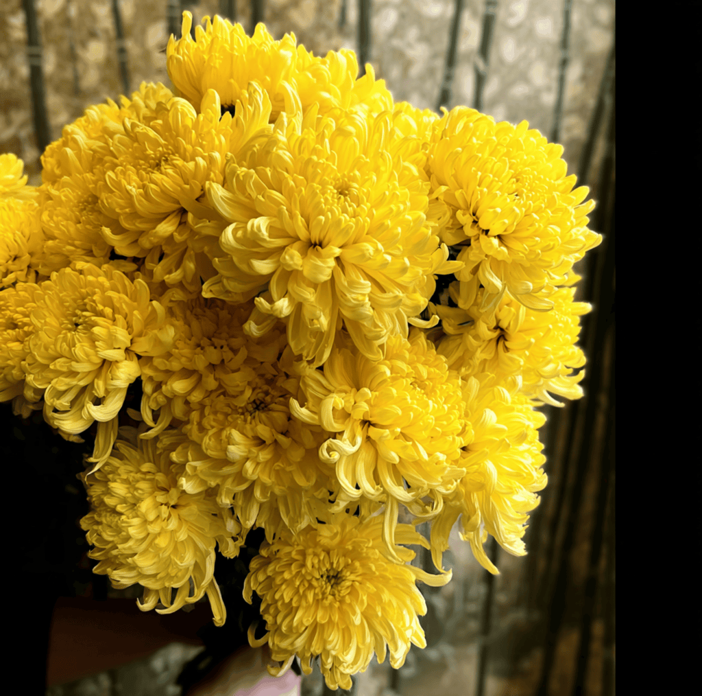 Yellow Paeony Duchess Aster – 50 Seeds