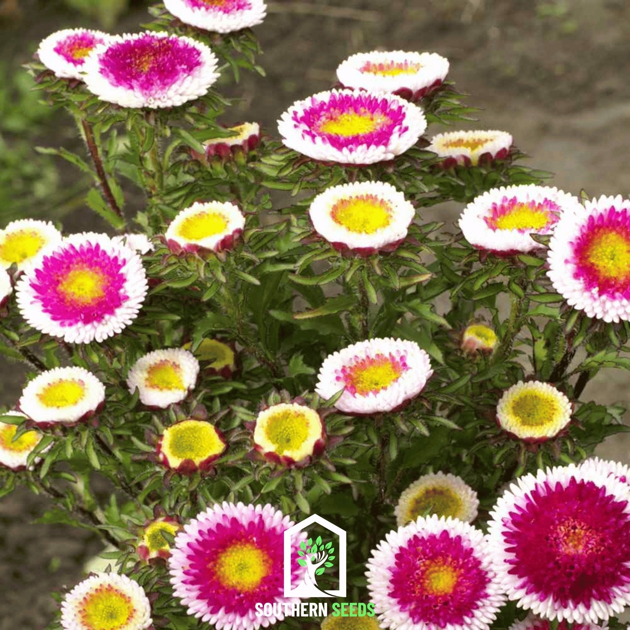 Hi-No-Maru Pompon Aster – 50 Seeds