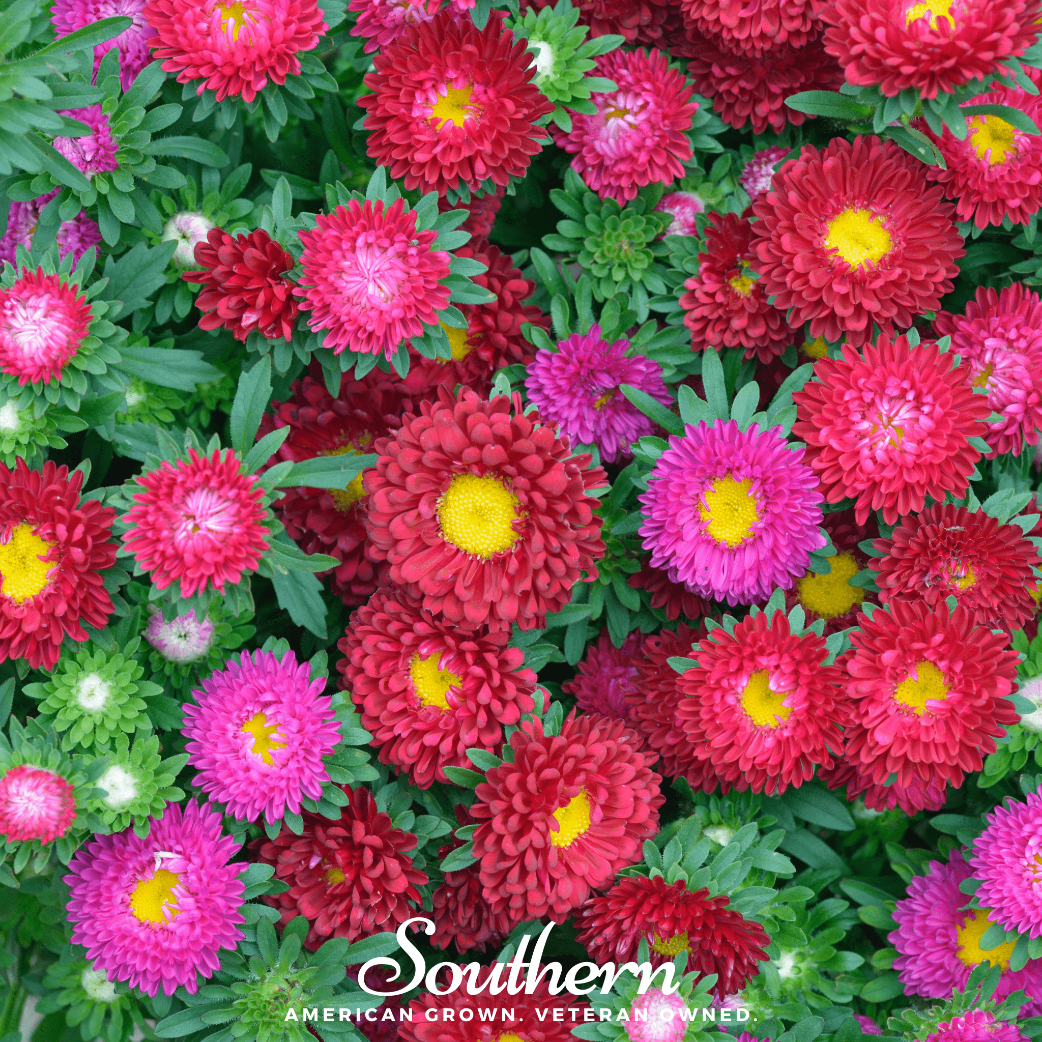 Powder Puff Aster – 50 Seeds