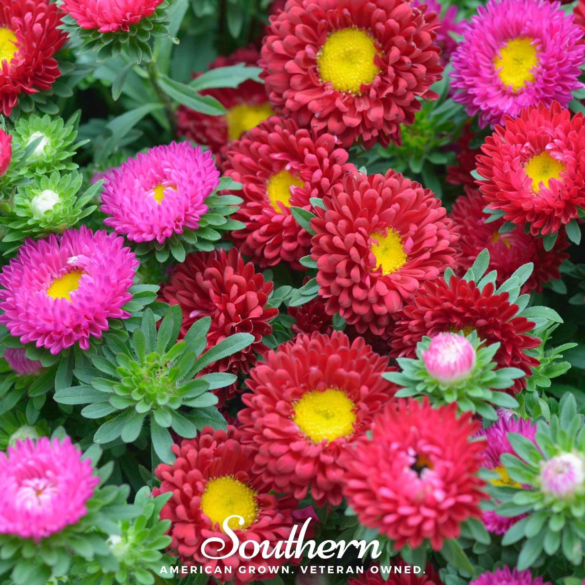 Powder Puff Aster – 50 Seeds