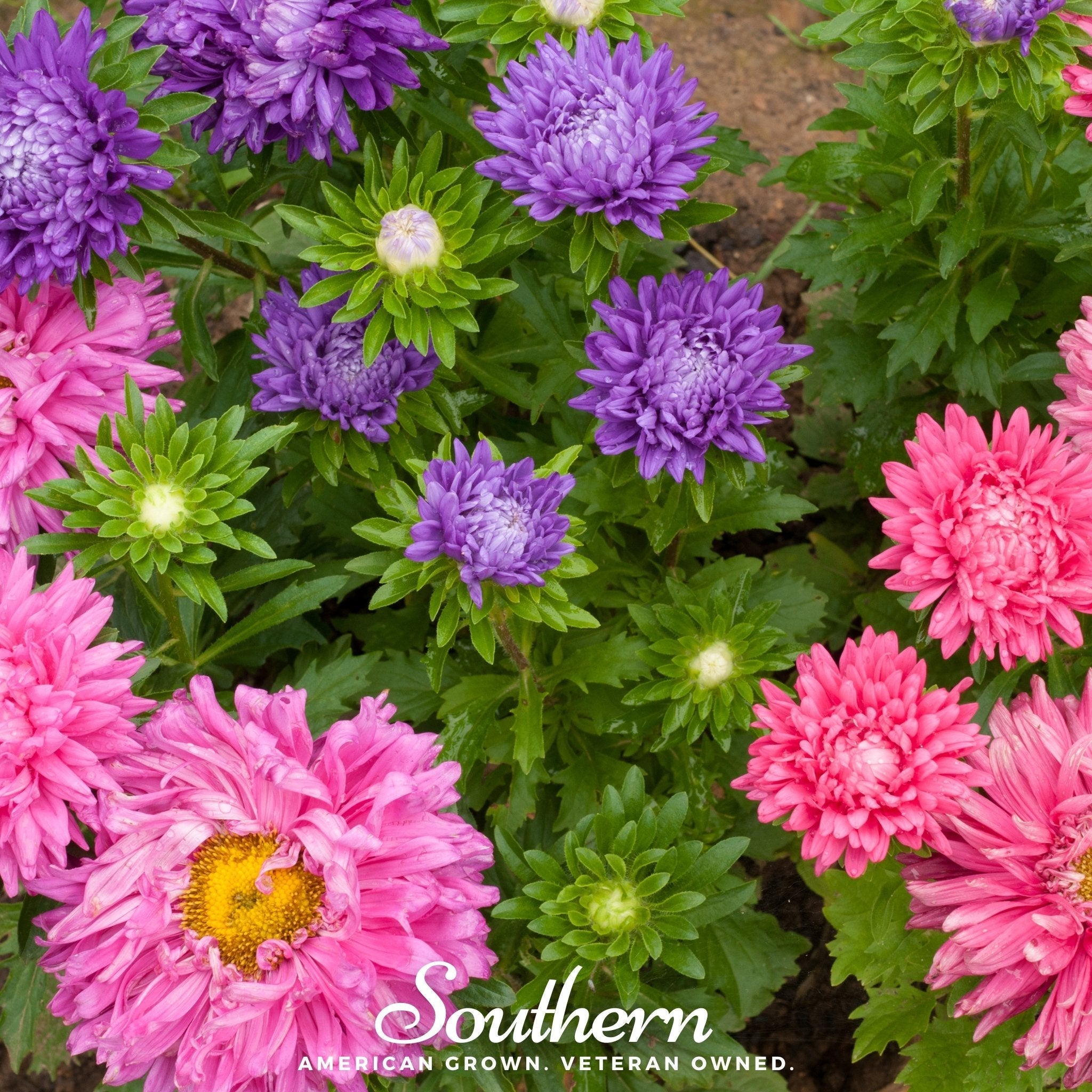Powder Puff Aster – 50 Seeds