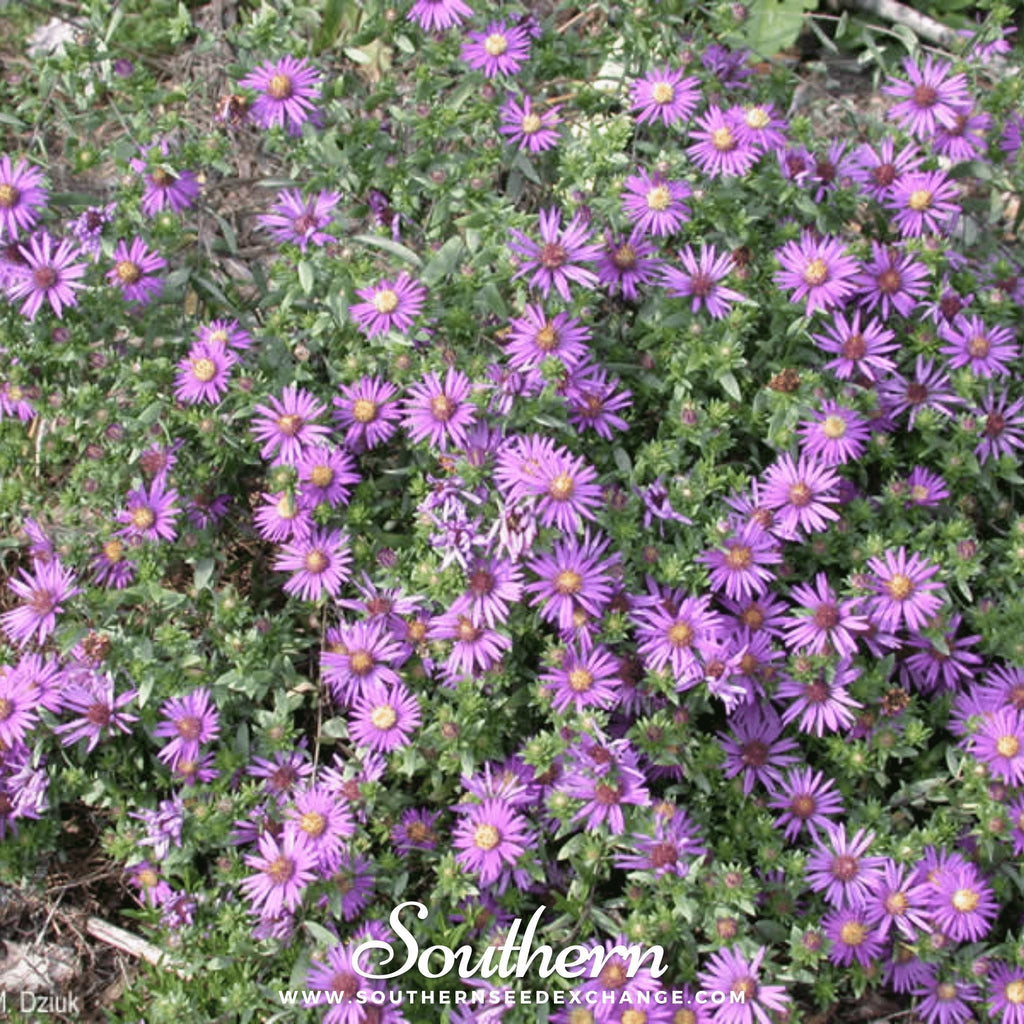 Silky Aster – 25 Seeds