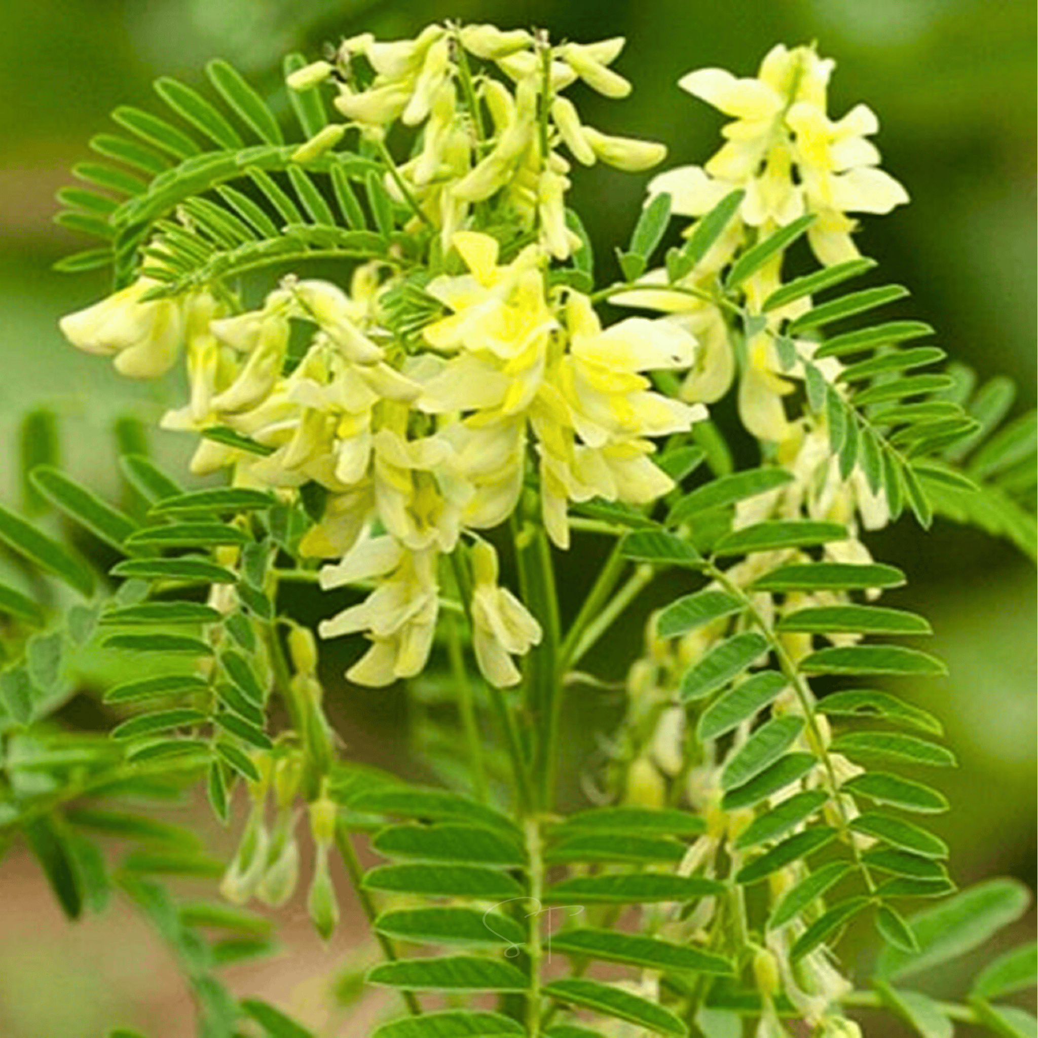 Astragalus (Huang Qi) – 25 Seeds