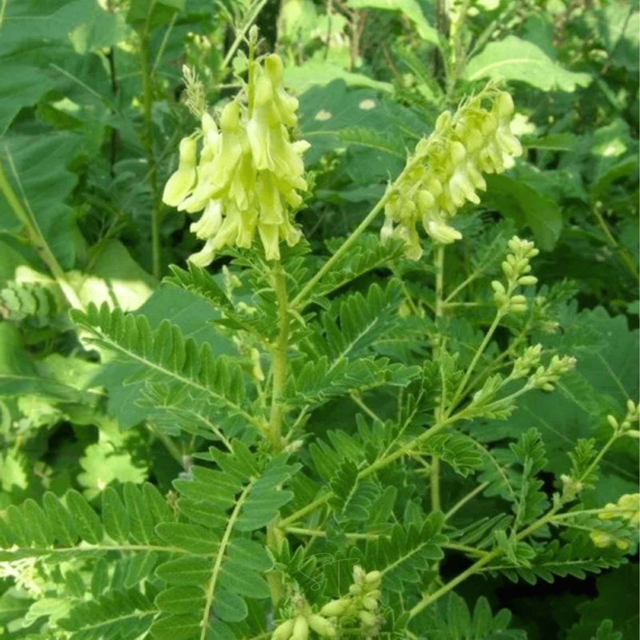 Astragalus (Huang Qi) – 25 Seeds