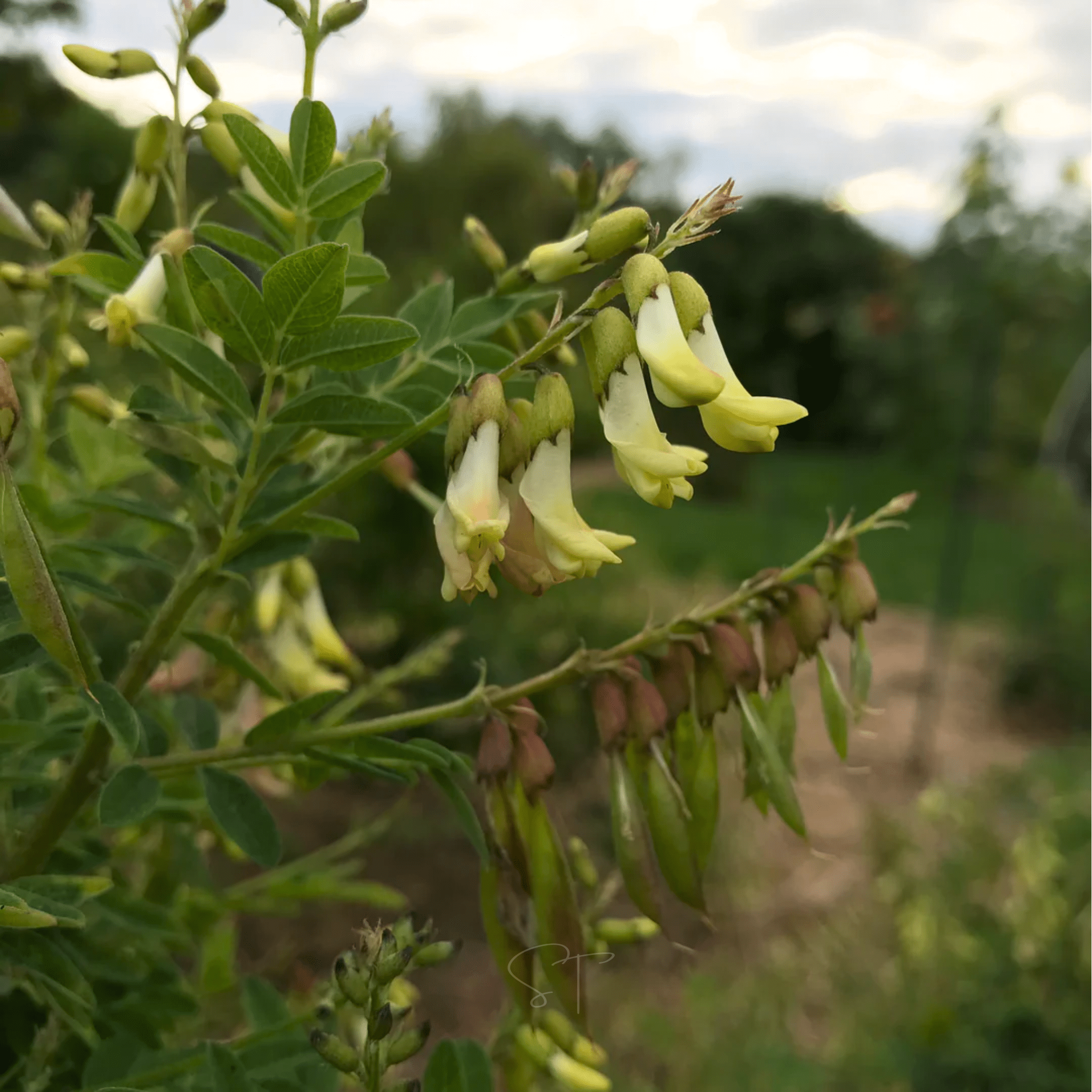 Astragalus (Huang Qi) – 25 Seeds