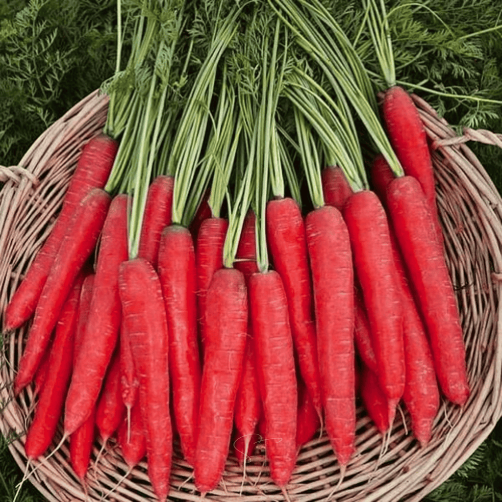 Atomic Red Carrot – 250 Seeds