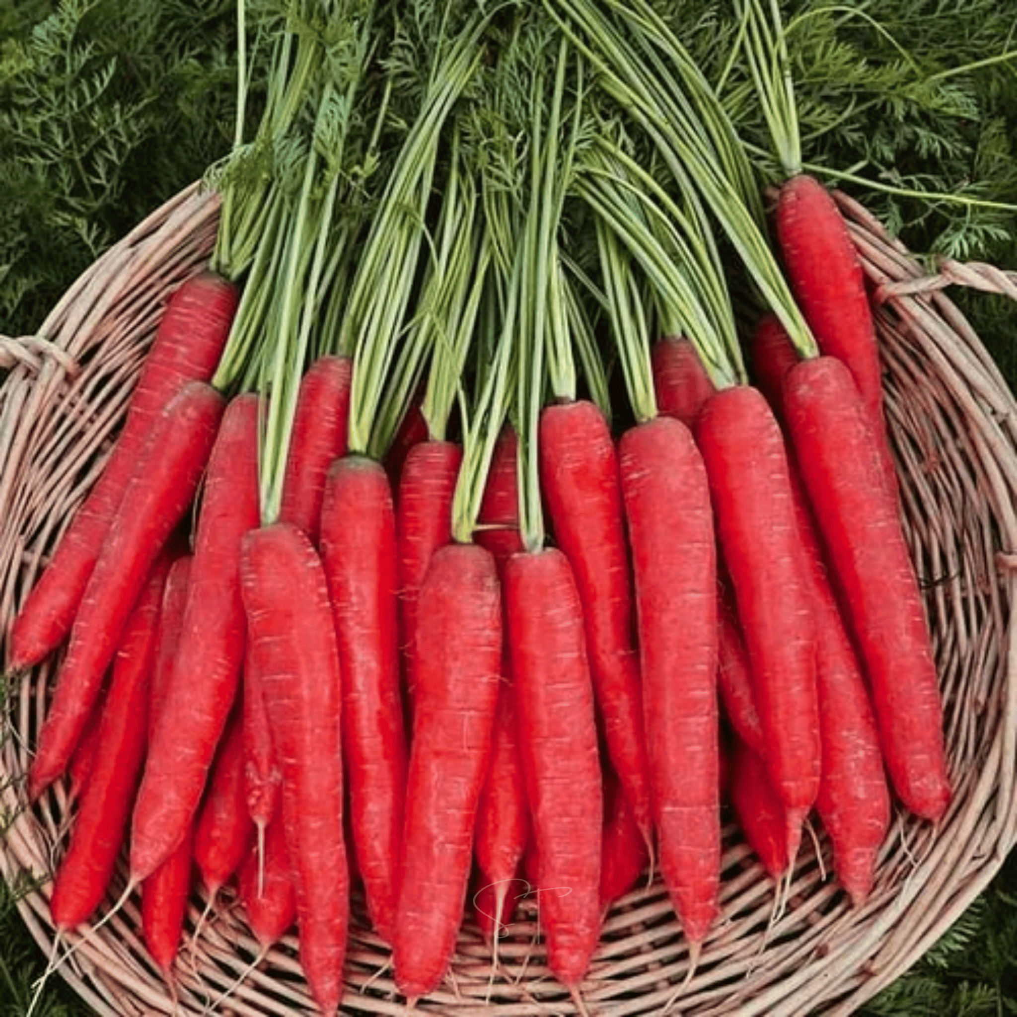 Atomic Red Carrot – 250 Seeds