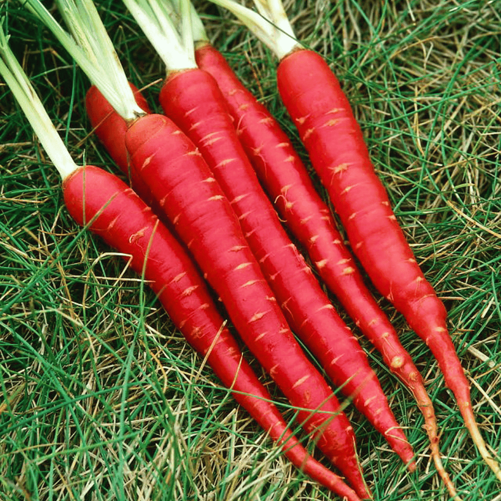 Atomic Red Carrot – 250 Seeds