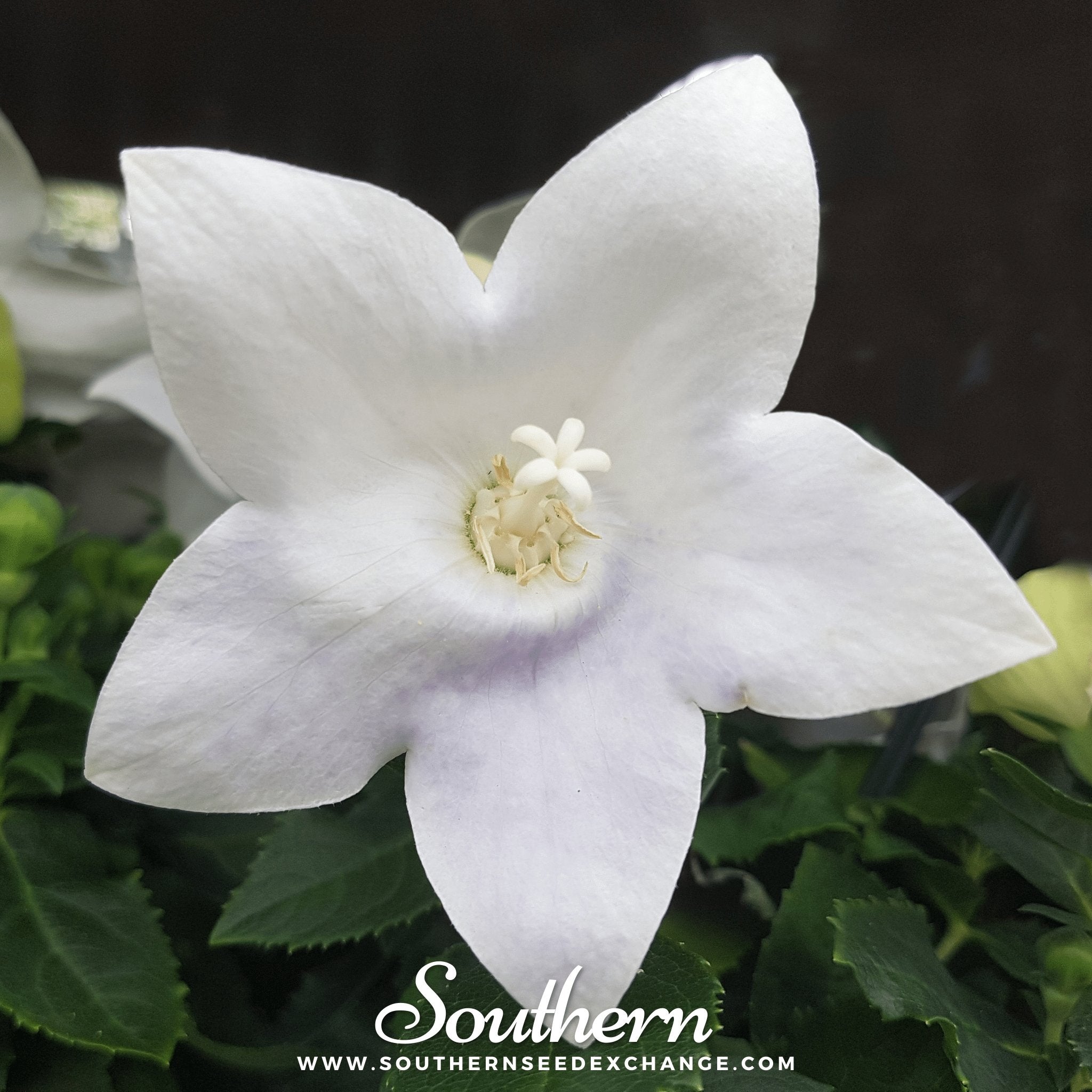 White Balloon Flower – 50 Seeds