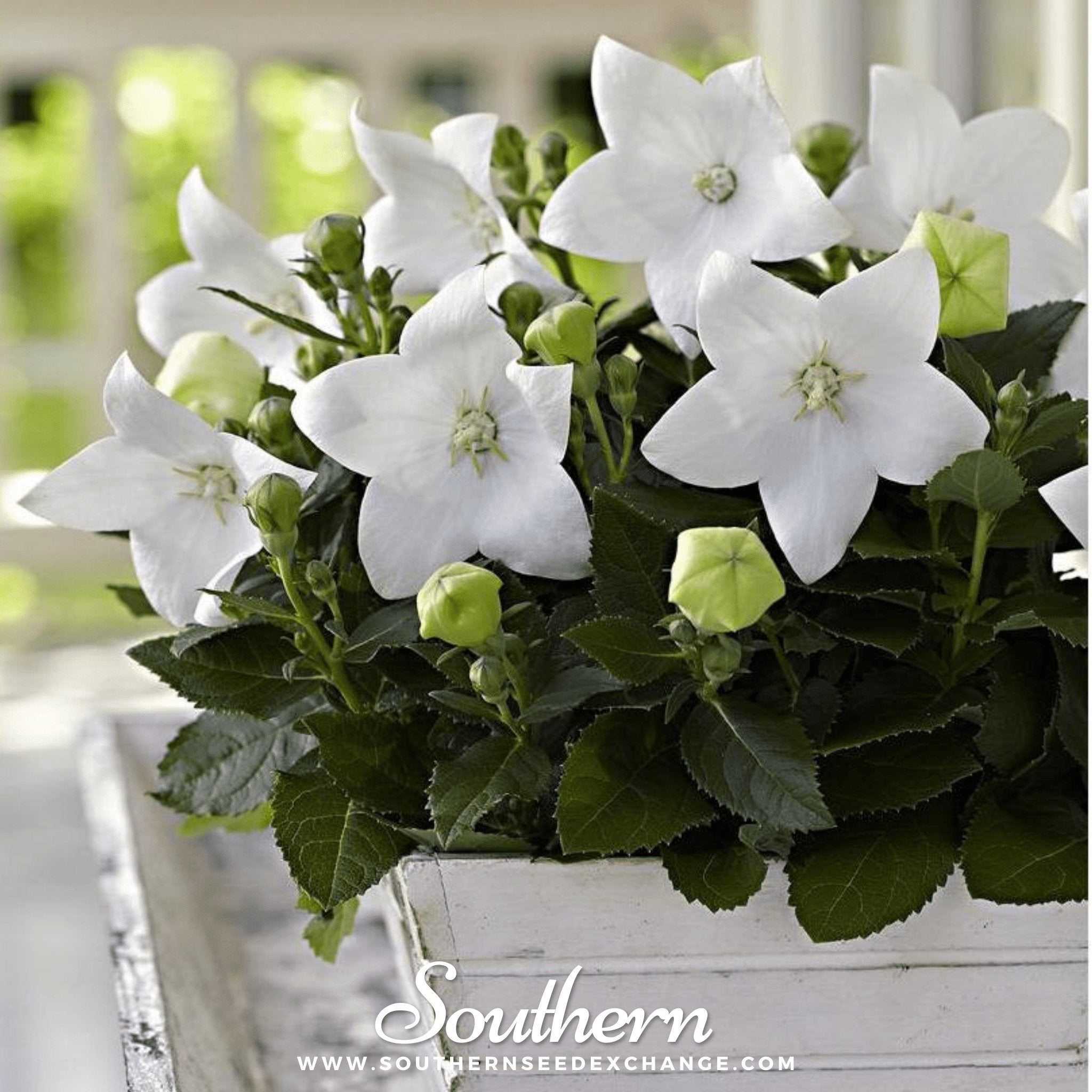 White Balloon Flower – 50 Seeds