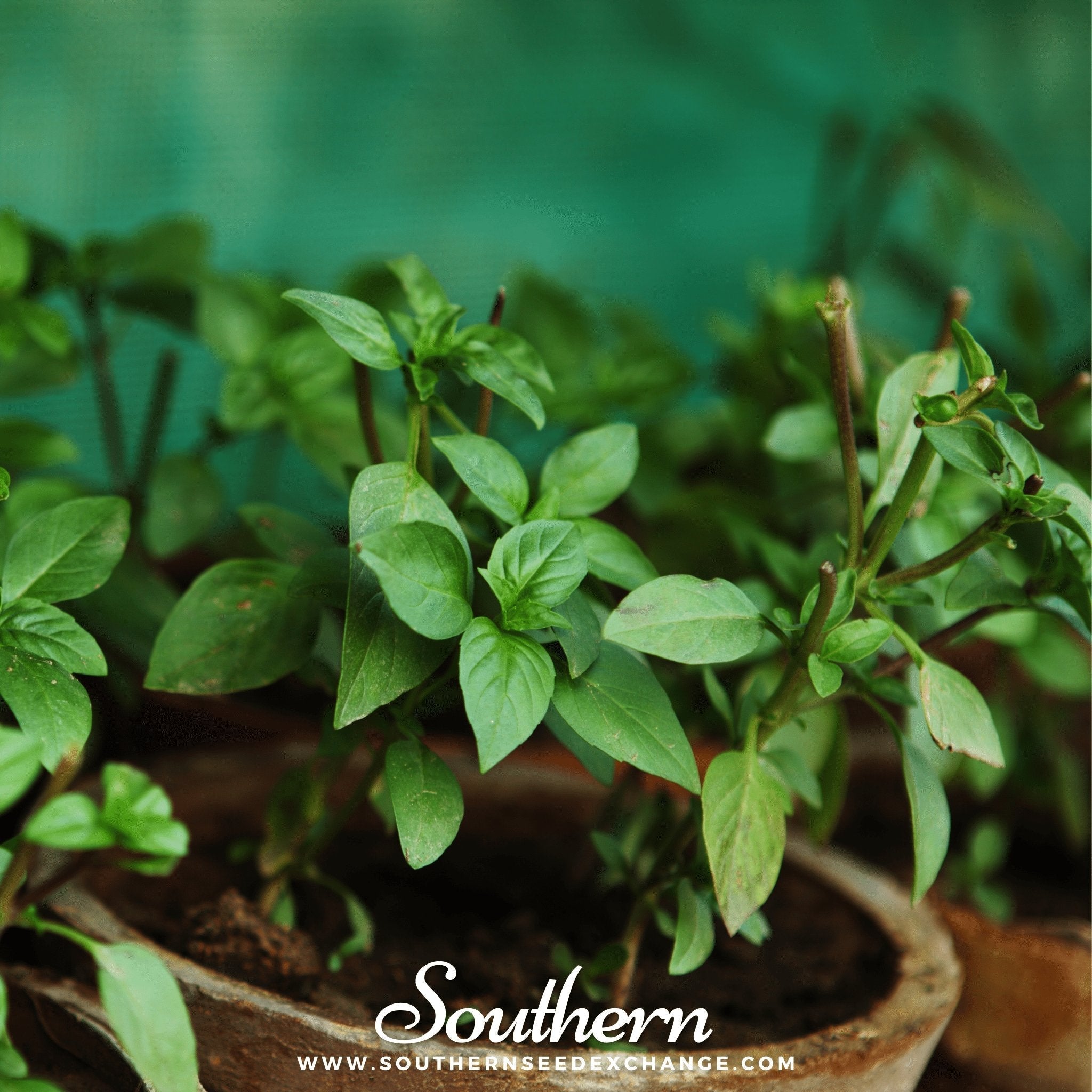 Cinnamon Basil – 250 Seeds