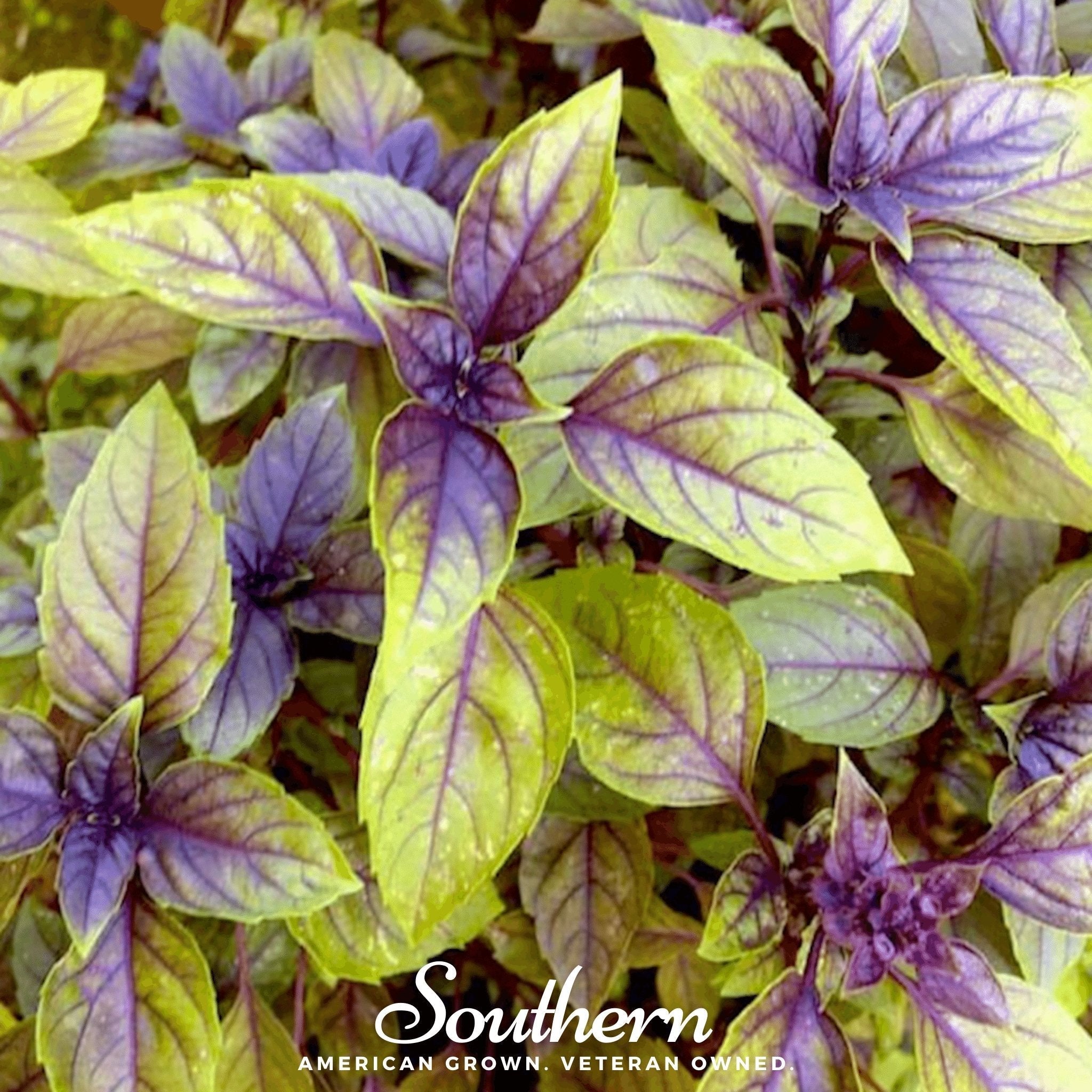 Corsican Basil – 250 Seeds