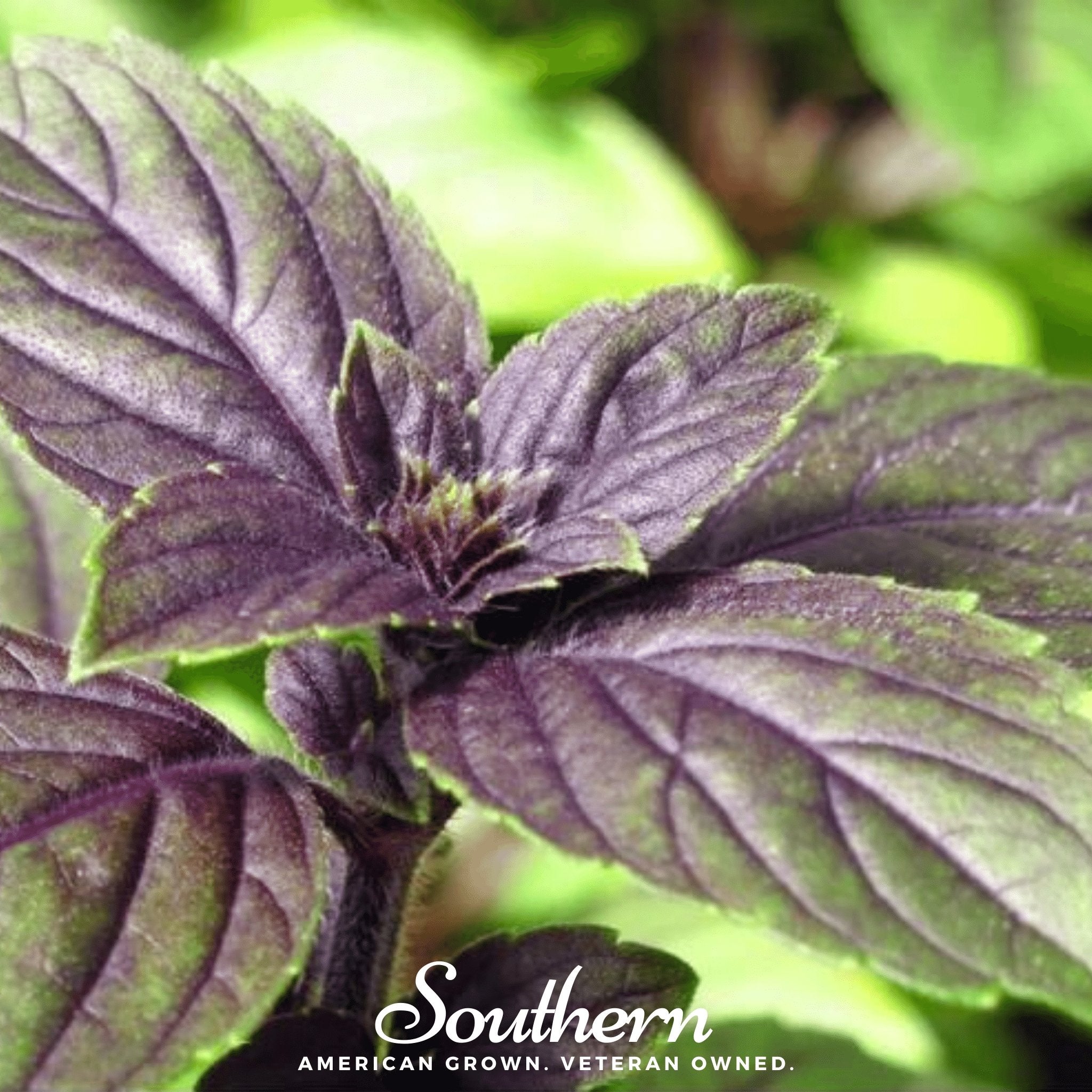 Corsican Basil – 250 Seeds