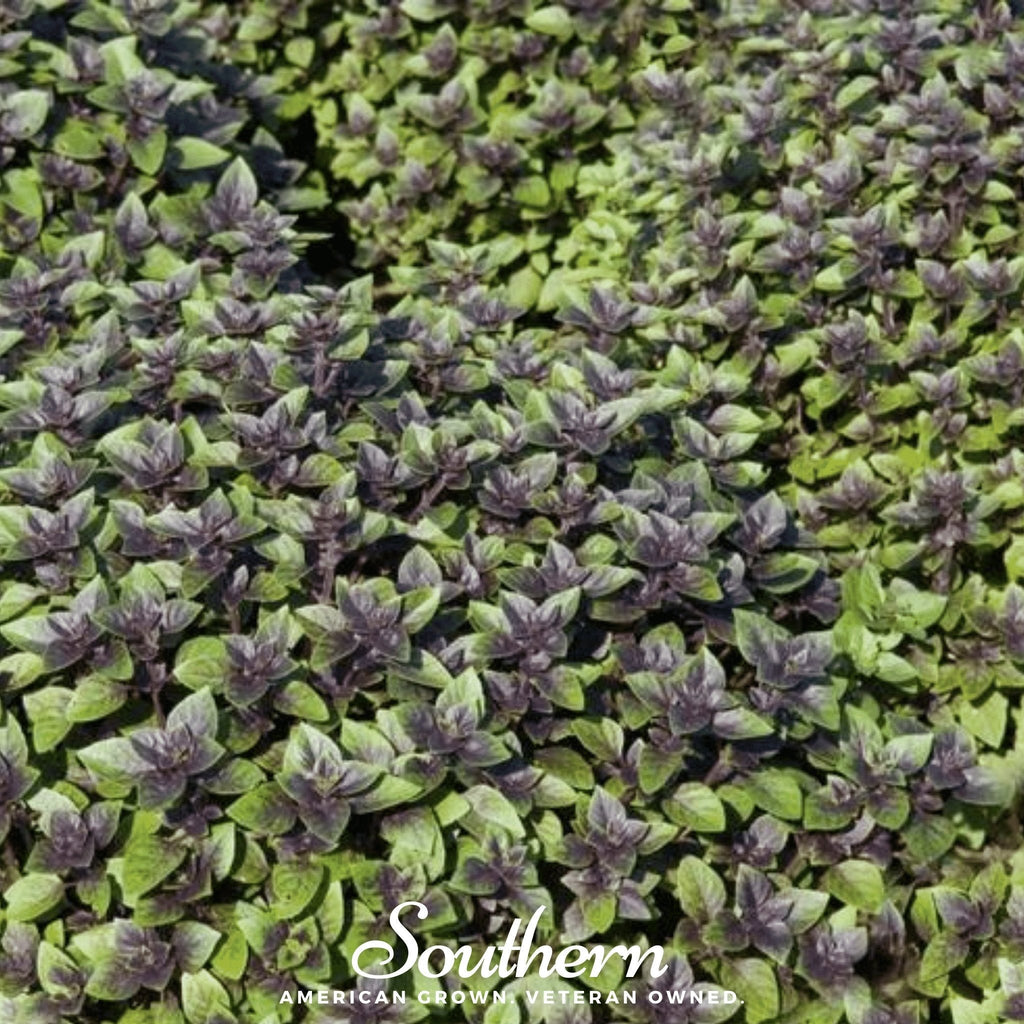 Corsican Basil – 250 Seeds