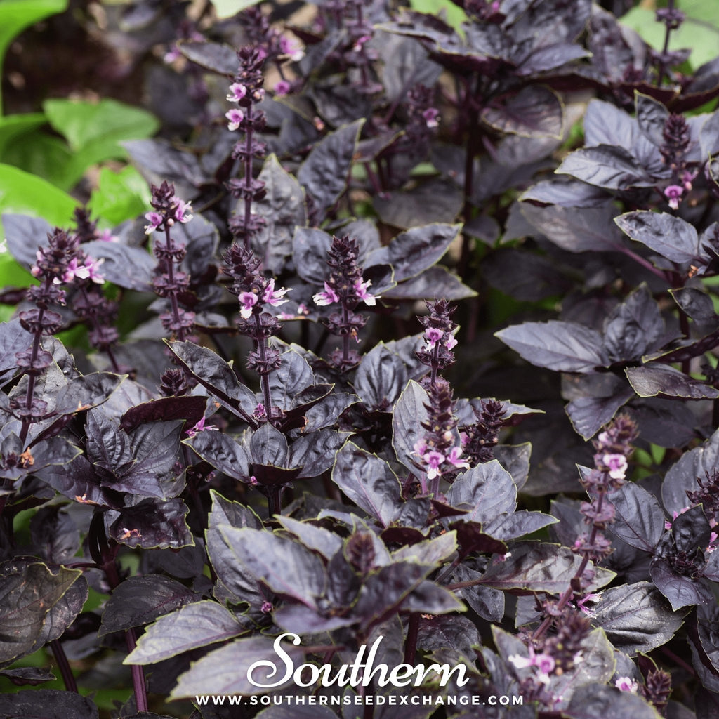 Dark Opal Basil – 250 Seeds