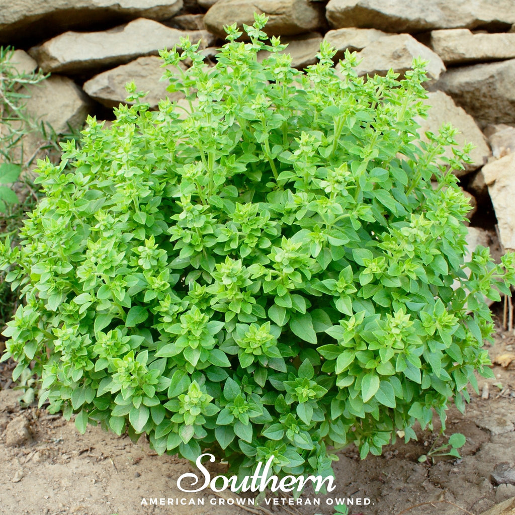 Dwarf Greek Basil – 250 Seeds