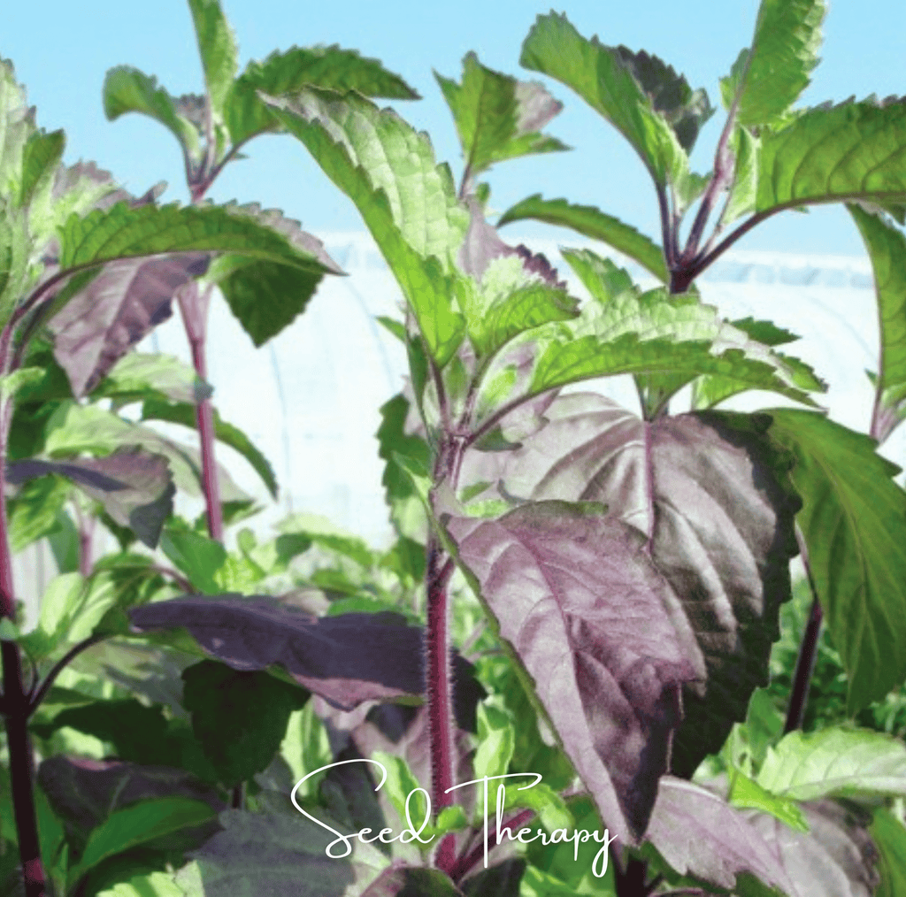 Red Holy Basil – 250 Seeds