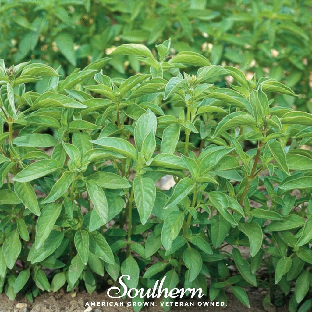 Lime Basil – 250 Seeds