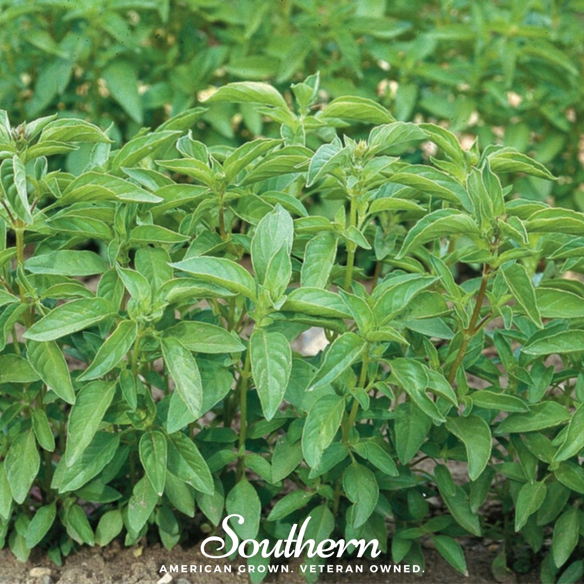 Lime Basil – 250 Seeds