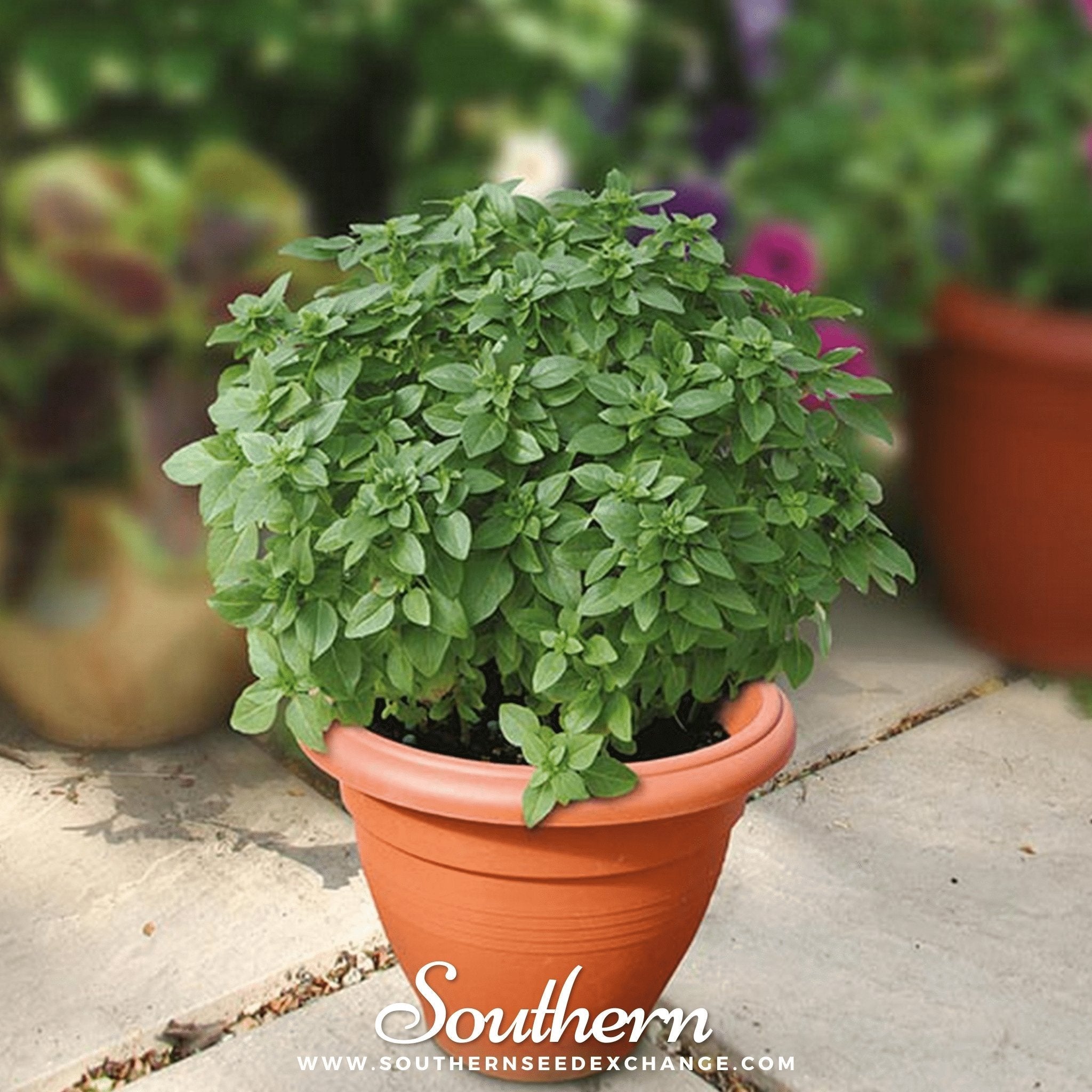 Piccolino Basil – 20 Seeds