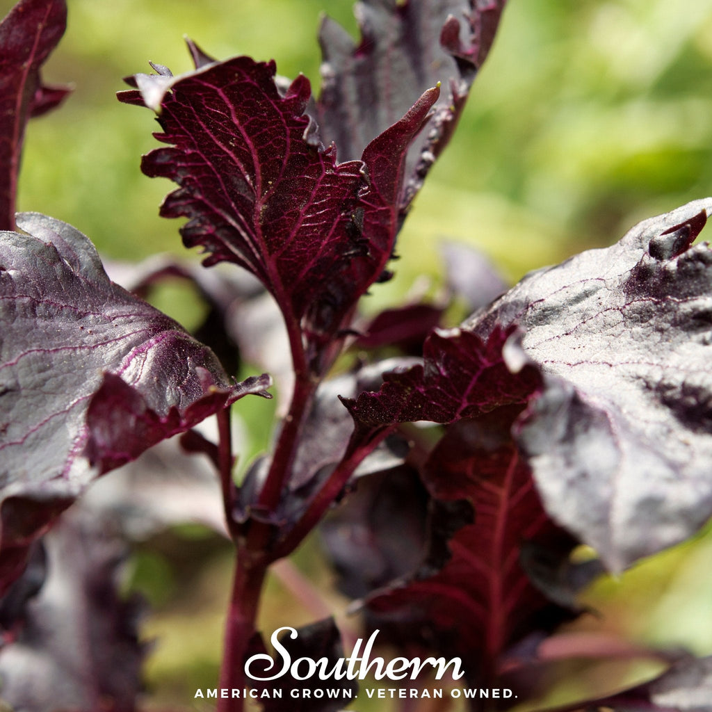 Purple Ruffles Basil – 250 Seeds