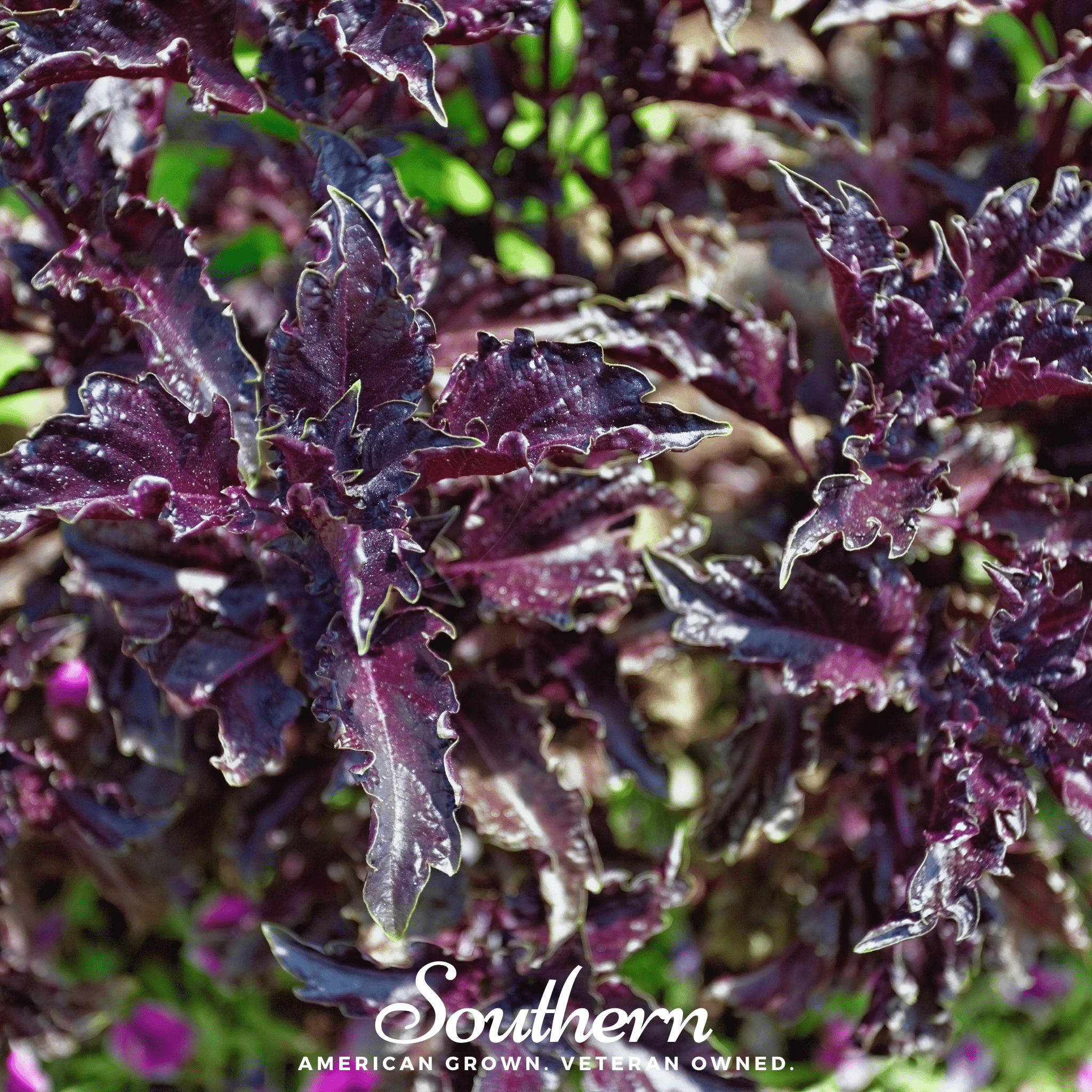 Purple Ruffles Basil – 250 Seeds