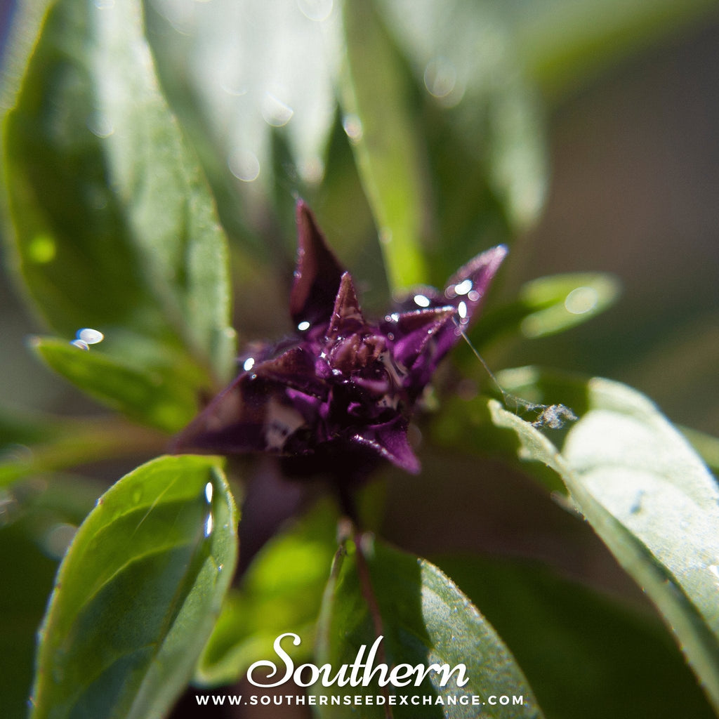 Thai Siam Queen Basil – 250 Seeds