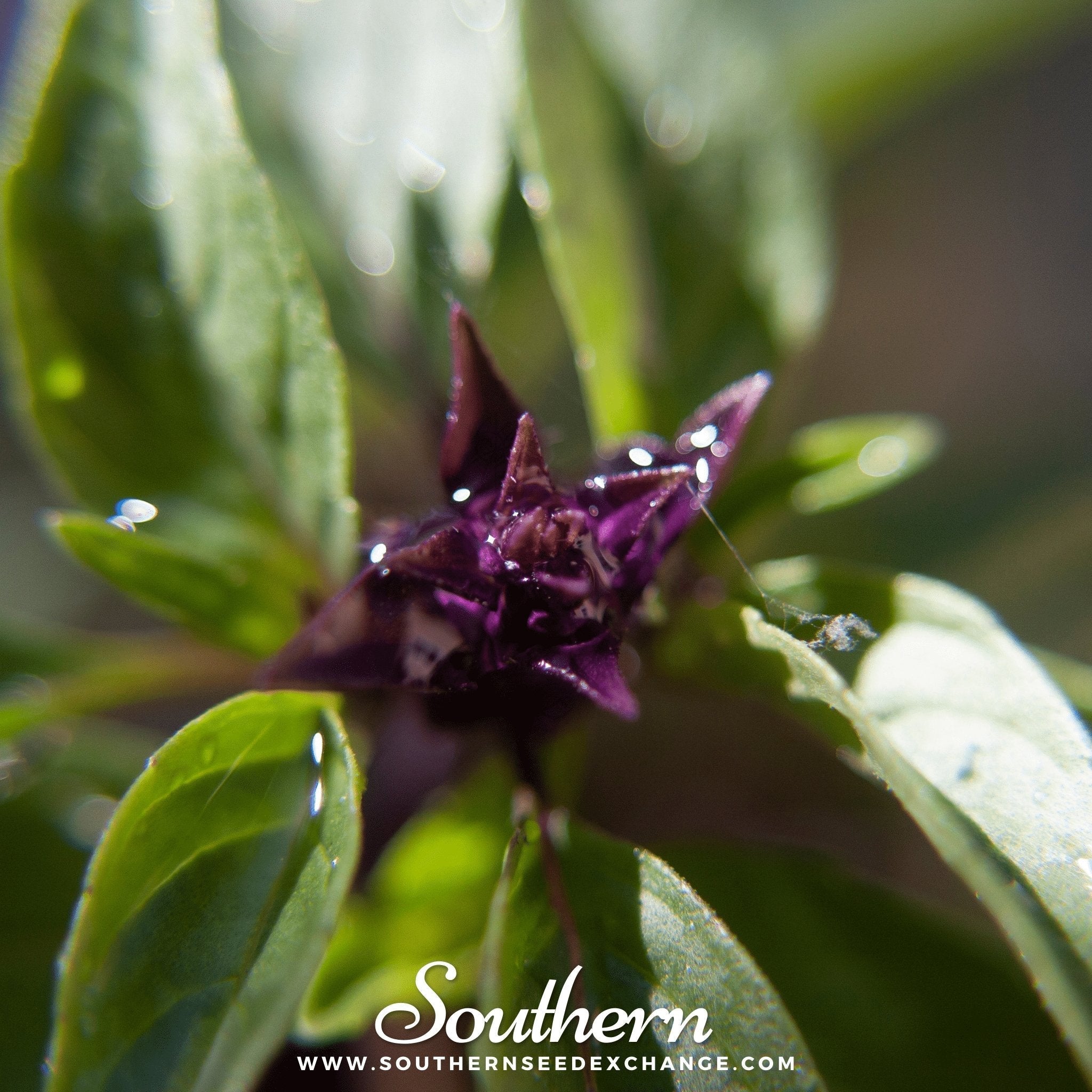 Thai Siam Queen Basil – 250 Seeds