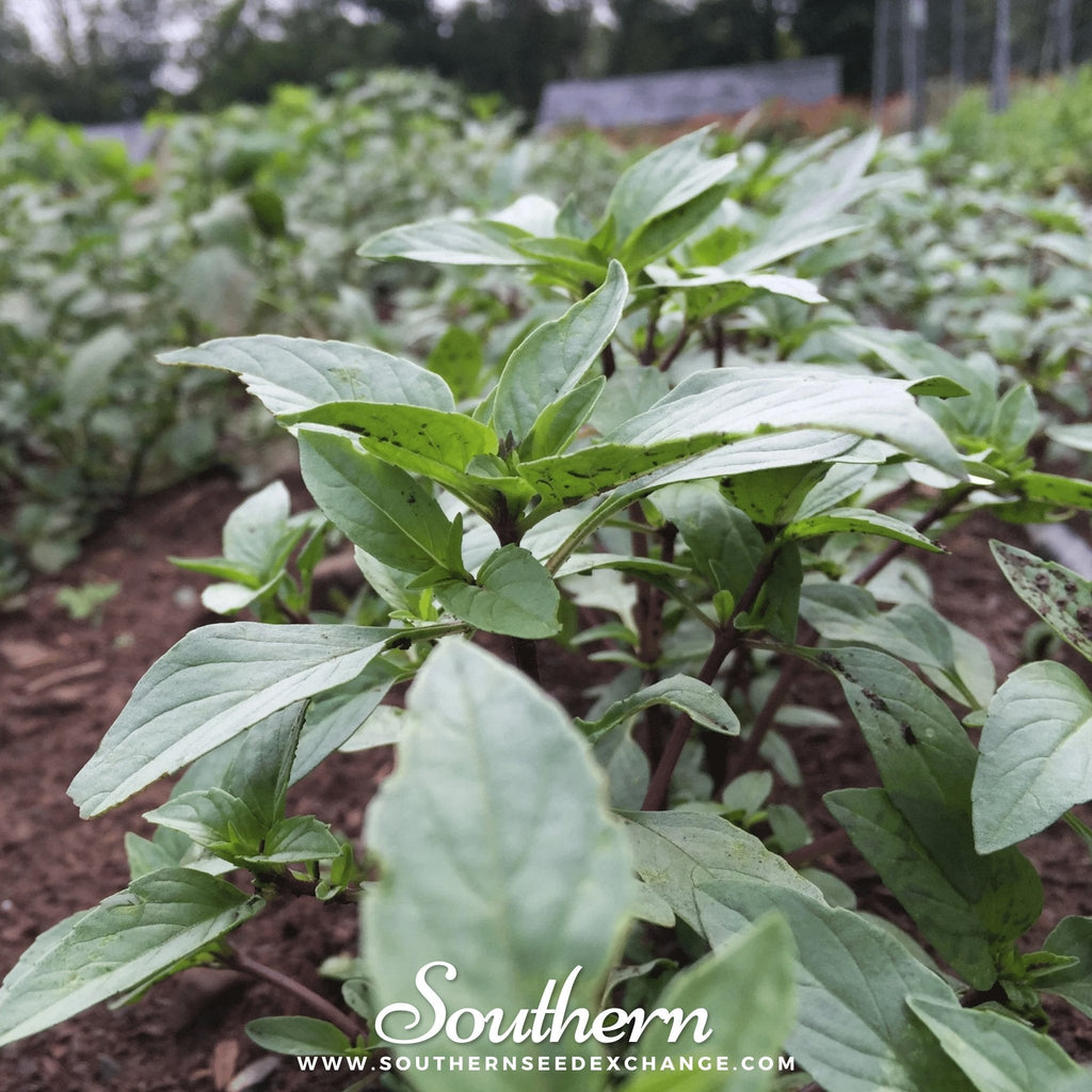 Thai Siam Queen Basil – 250 Seeds
