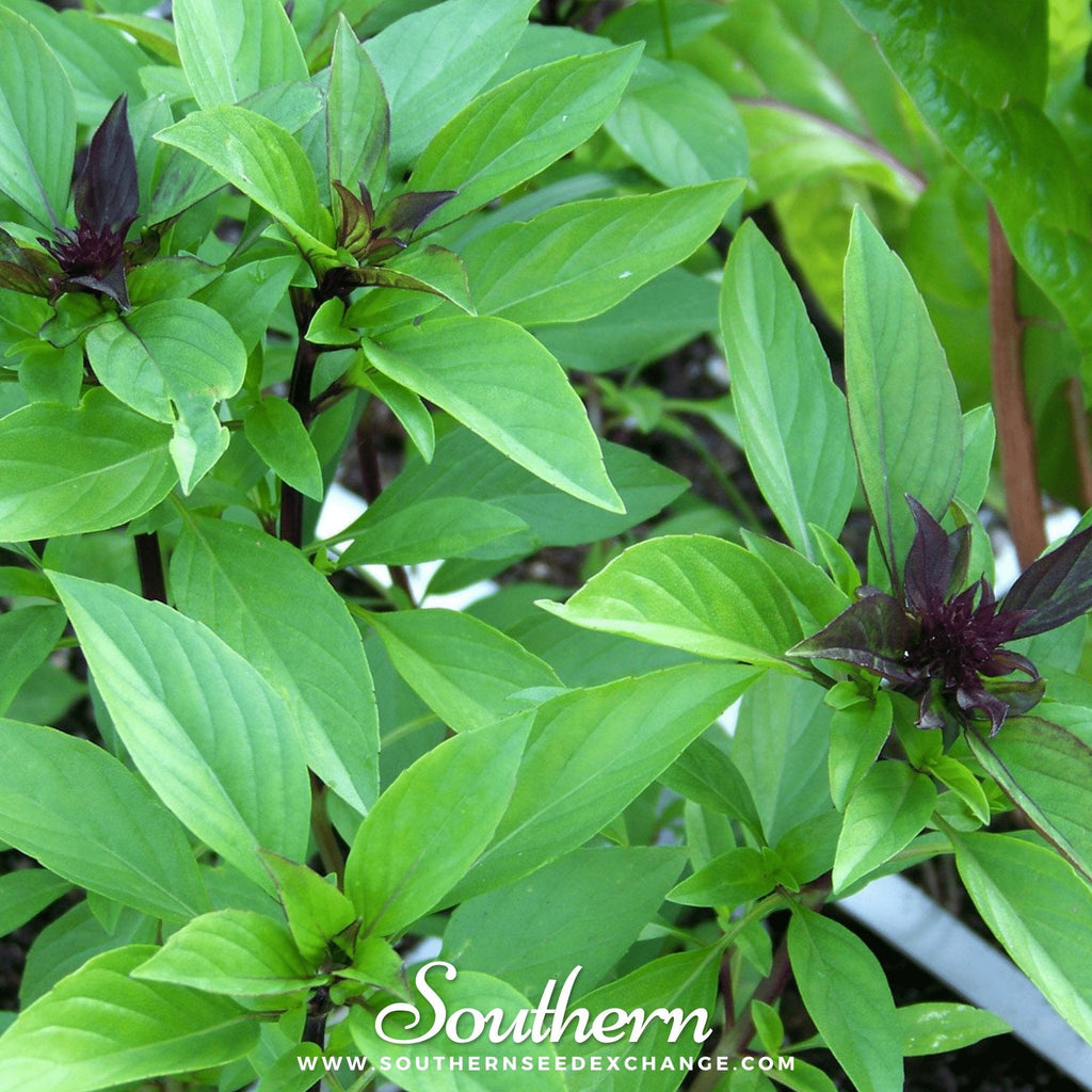 Thai Siam Queen Basil – 250 Seeds