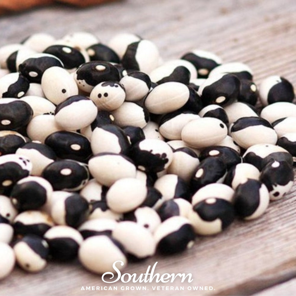 Calypso Orca Bean (Bush) – 25 Seeds