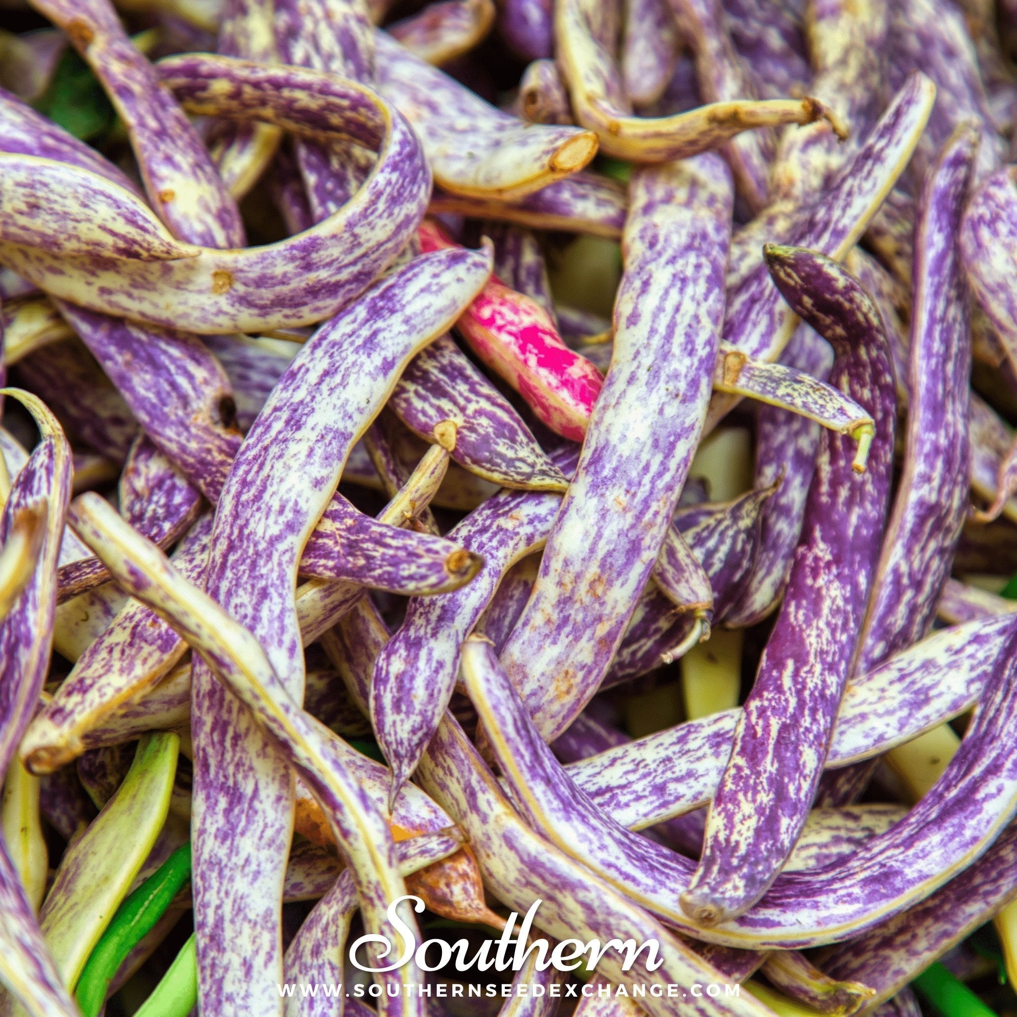 Dragon's Tongue Bean (Bush) – 20 Seeds