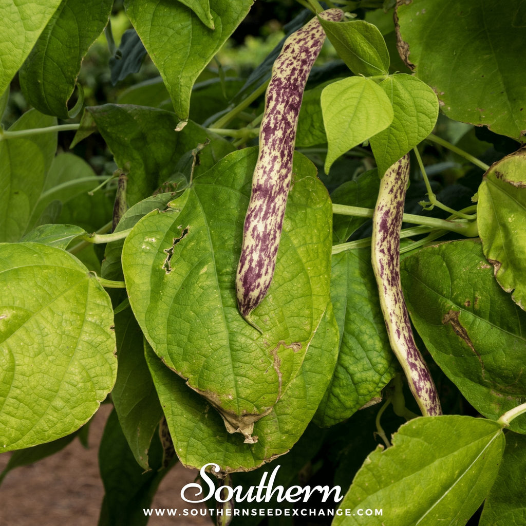 Dragon's Tongue Bean (Bush) – 20 Seeds