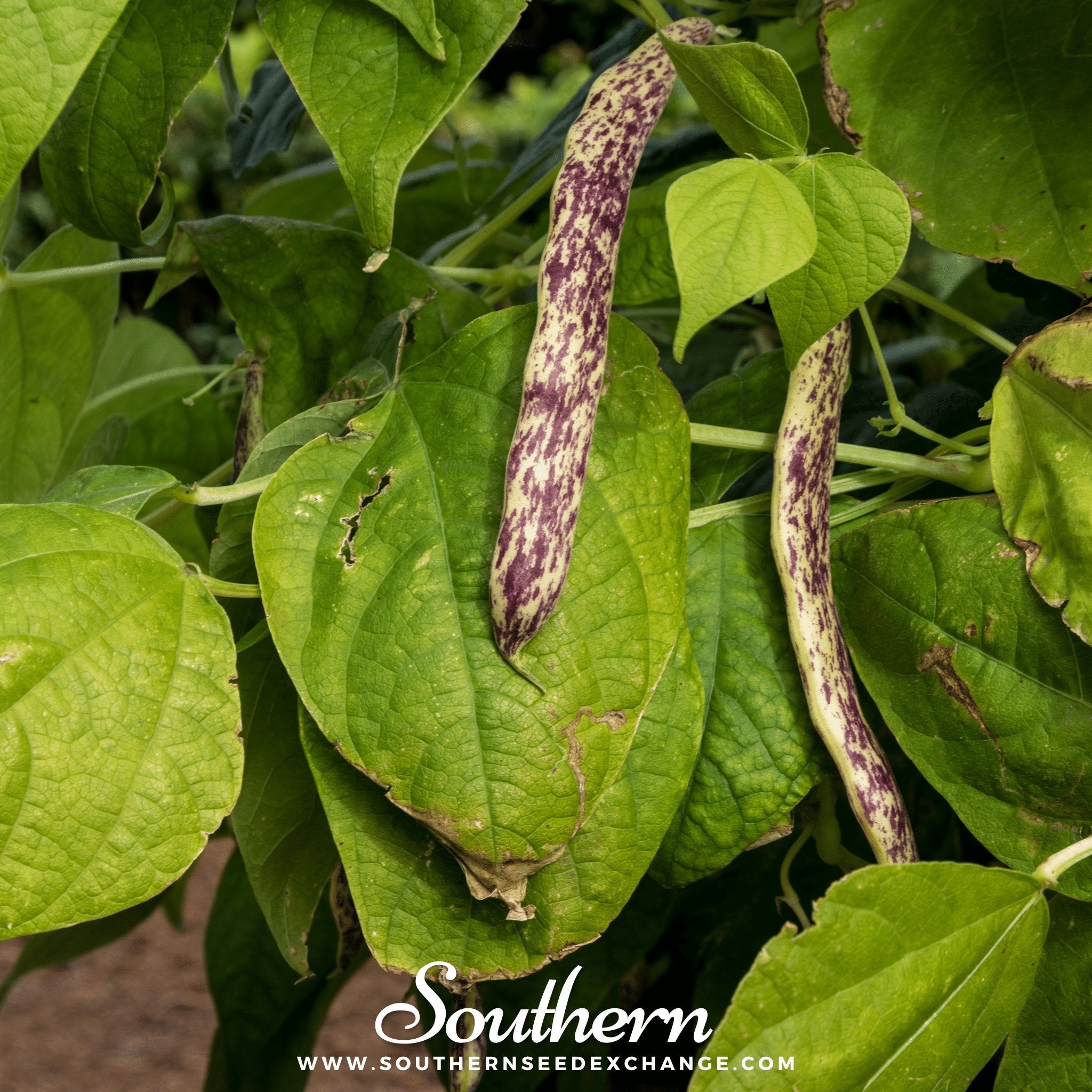 Dragon's Tongue Bean (Bush) – 20 Seeds