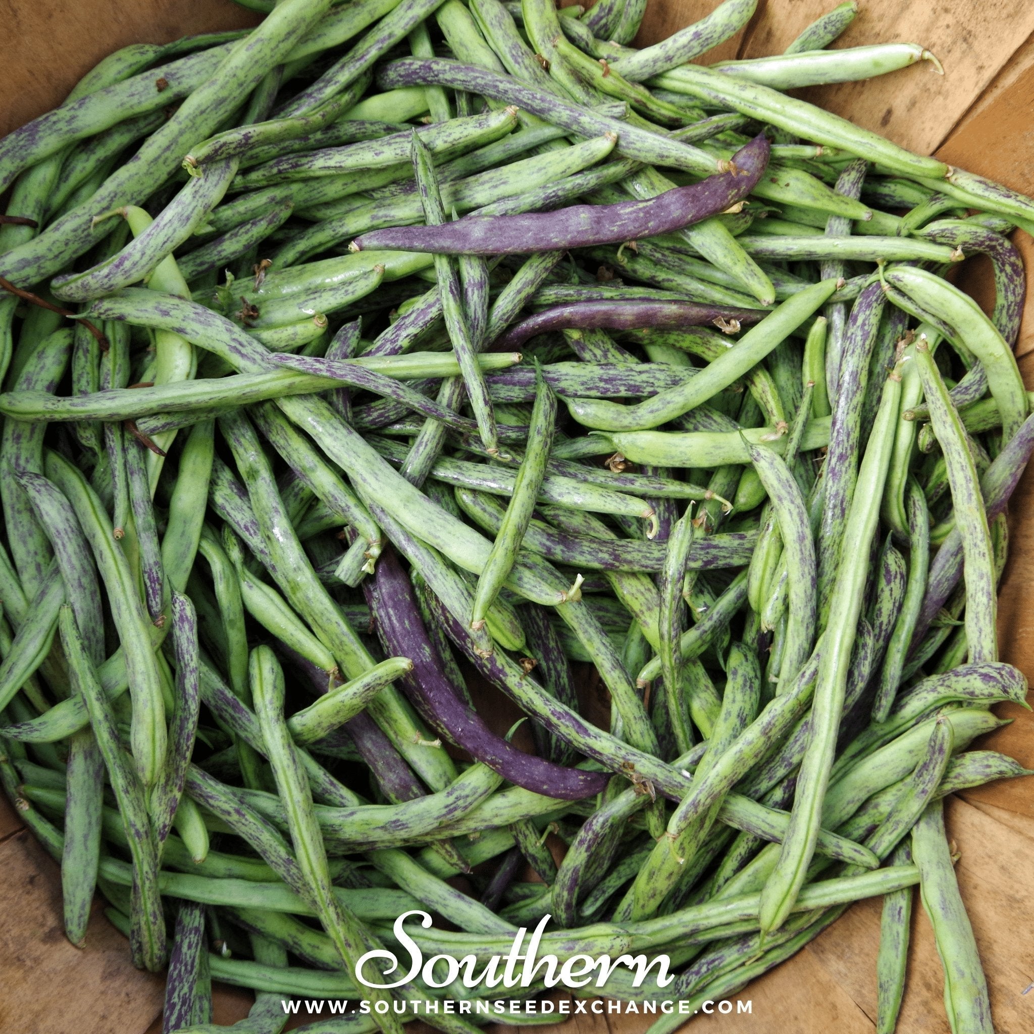 Dragon's Tongue Bean (Bush) – 20 Seeds