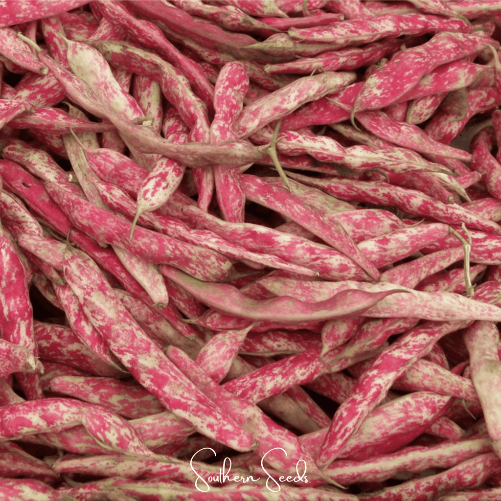 Bean, French Horticulture (Bush) – 30 Seeds