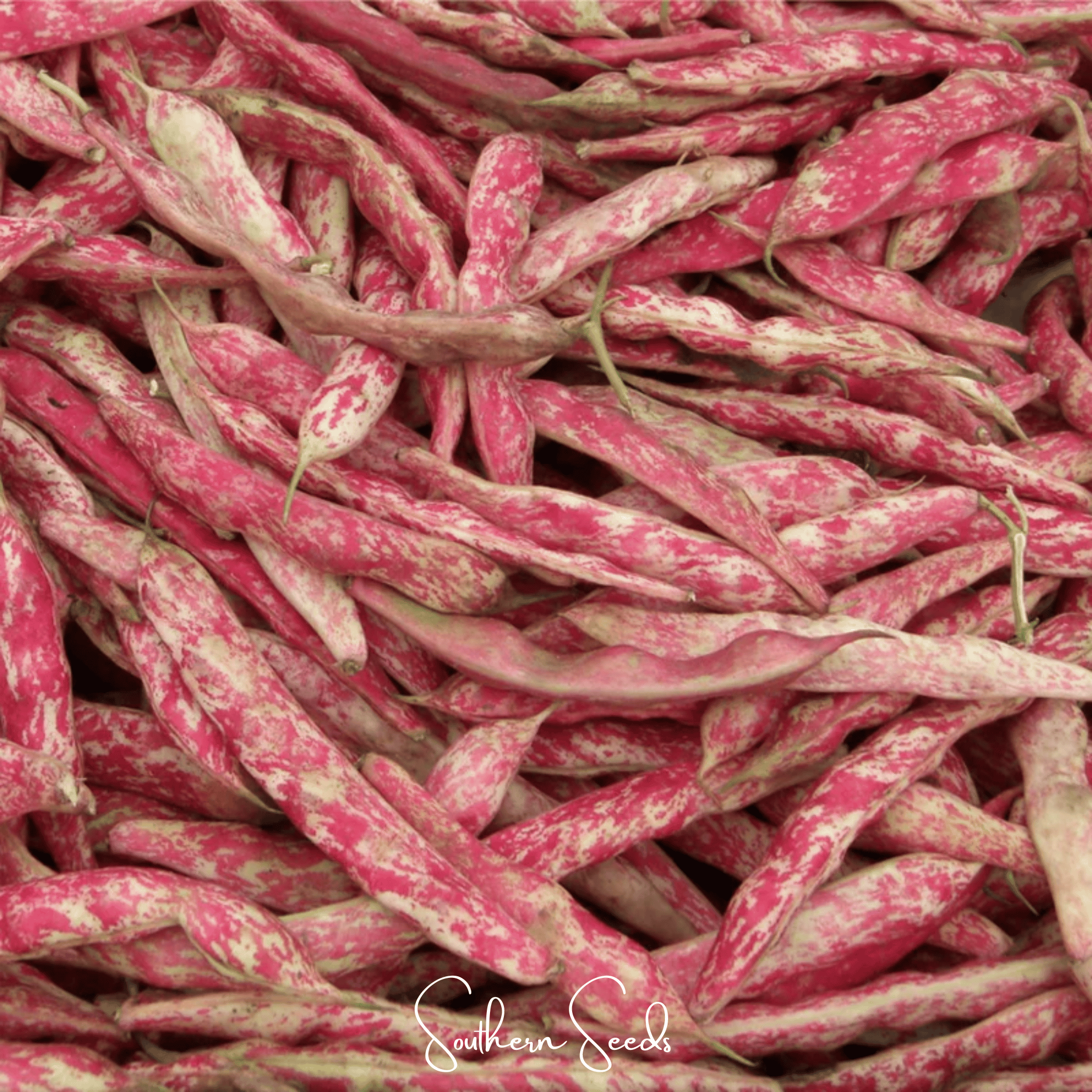 Bean, French Horticulture (Bush) – 30 Seeds