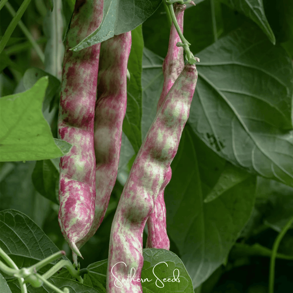 Bean, French Horticulture (Bush) – 30 Seeds